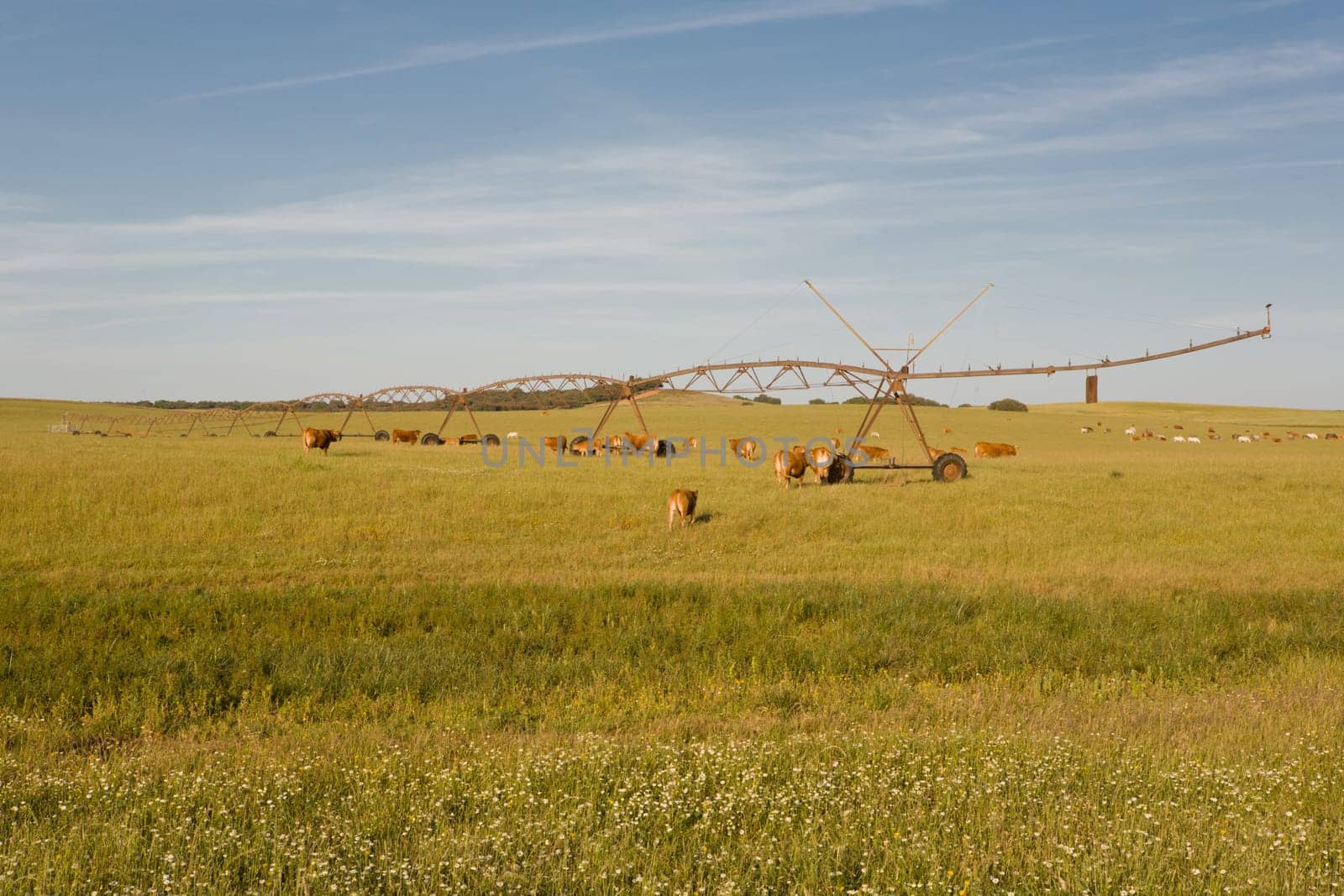 Red cows grazing under pivot irrigation fields, Extremadura, Spain