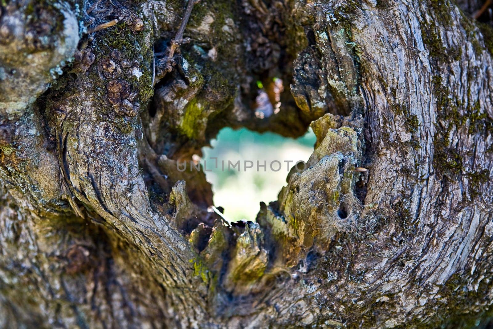 A hole on the trunk of an old olive tree, Extremadura
