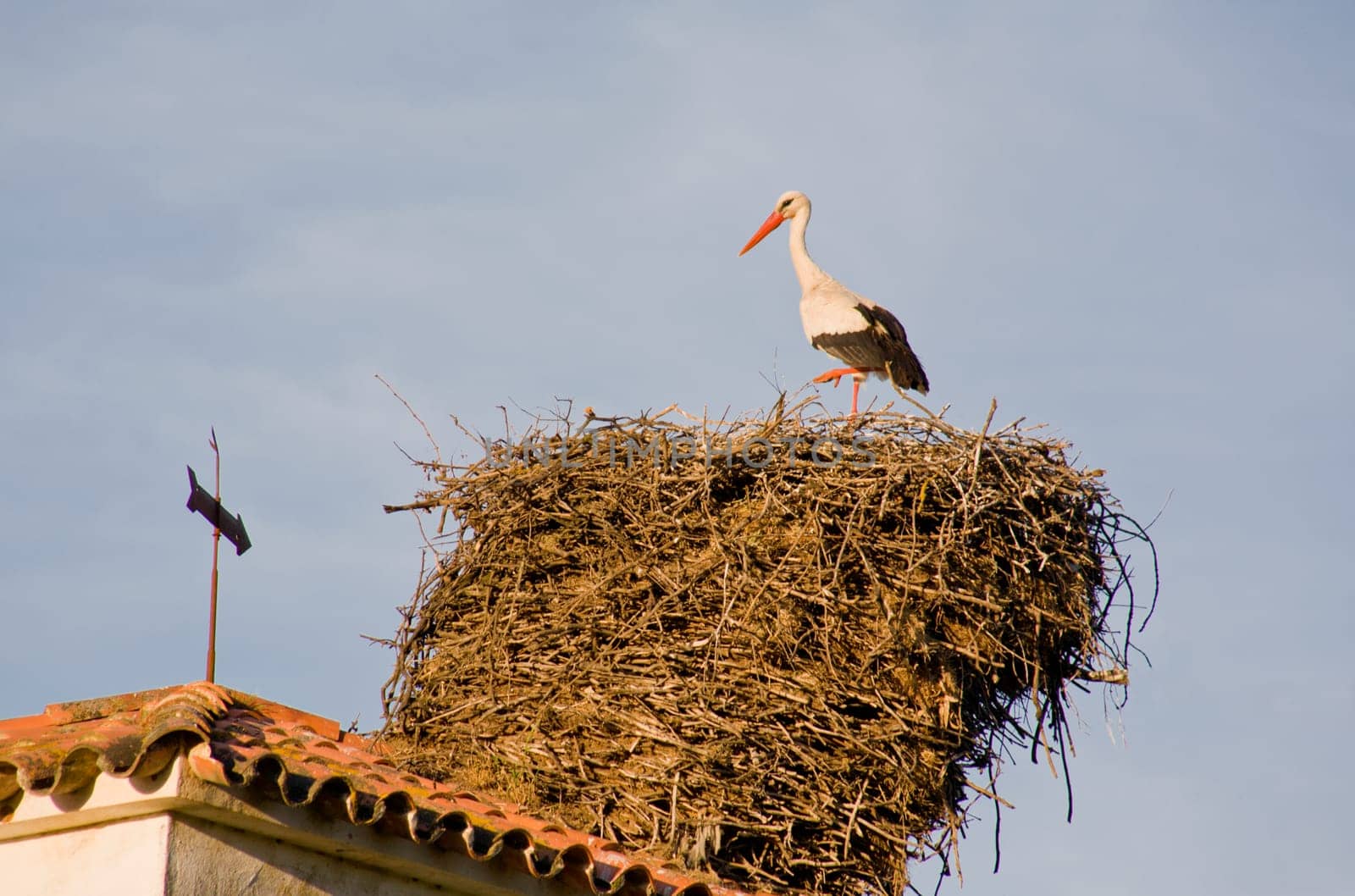 Storks is in a roof over blue sky, Extremadura, Spain