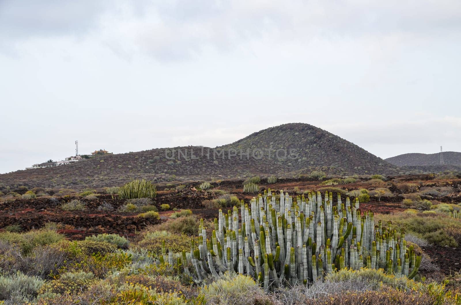 Cactus in the Desert at Sunset Tenerife South Canary Islands Spain