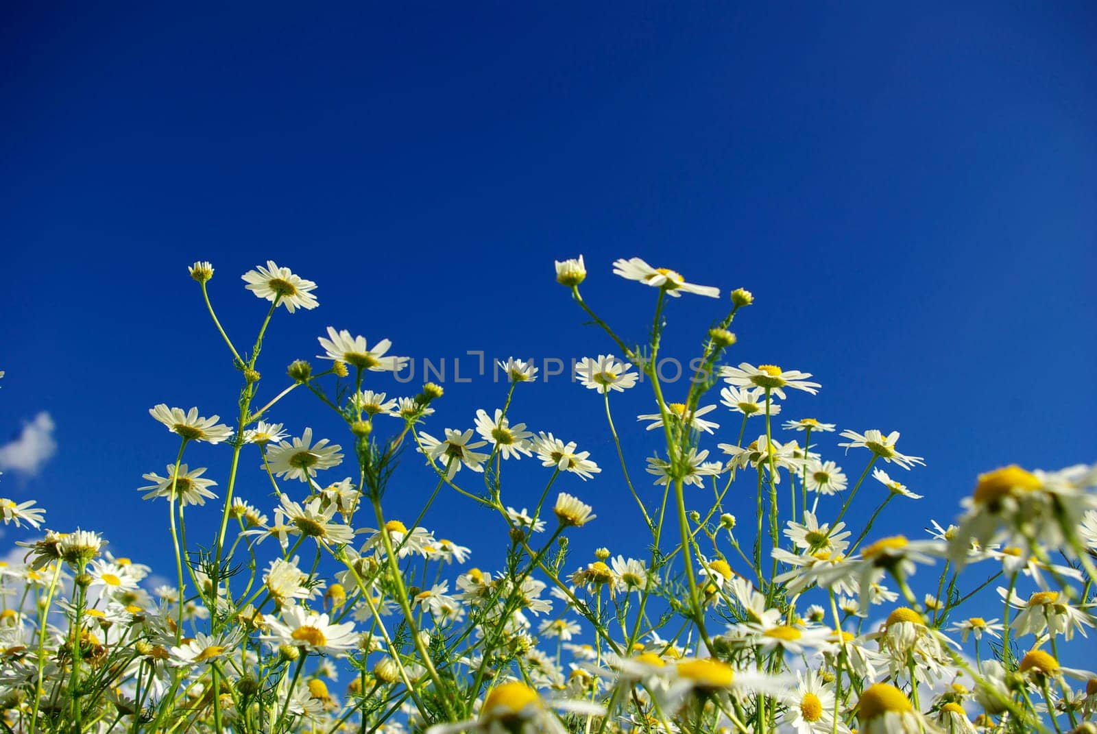 Camomiles on blue sky background