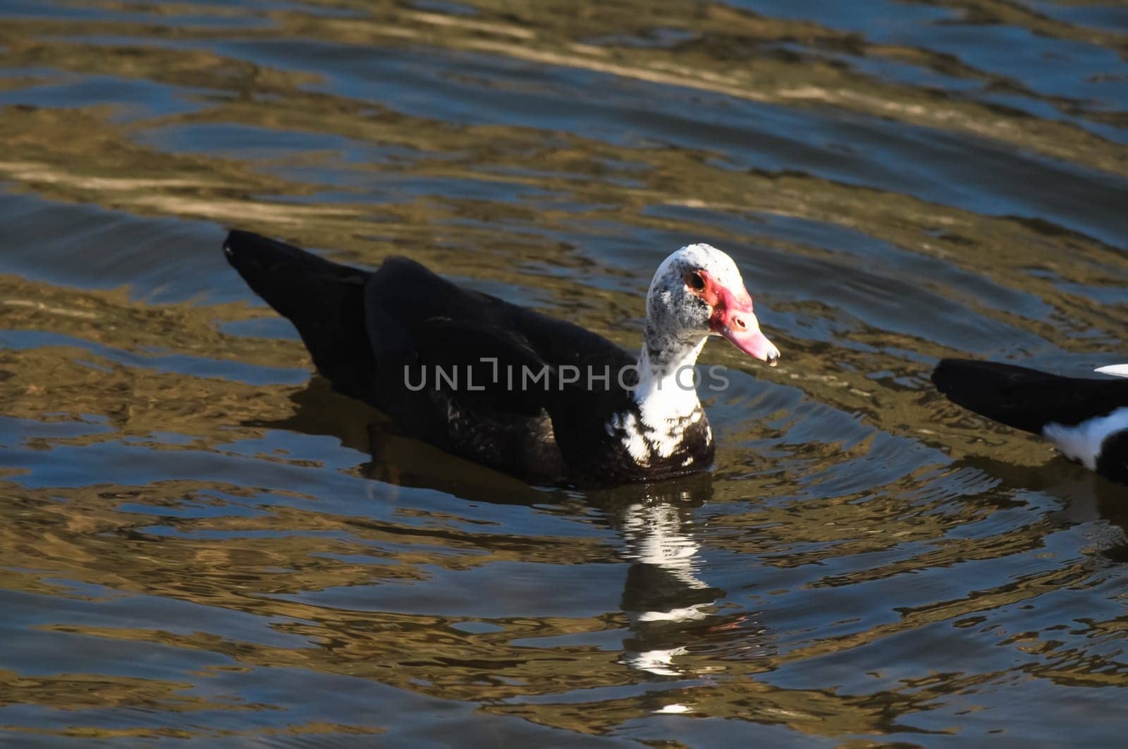 Muscovy Duck (Cairina moschata) on a Dark Black Water