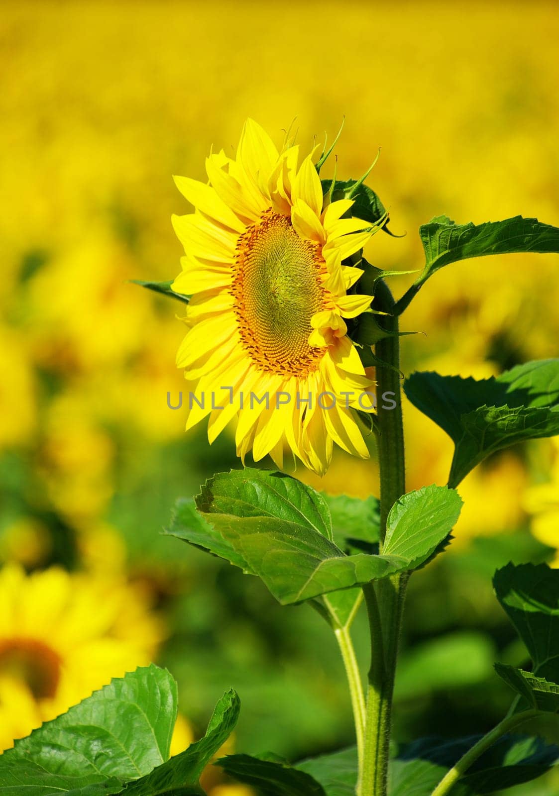 Closeup of a bright yellow sunflower