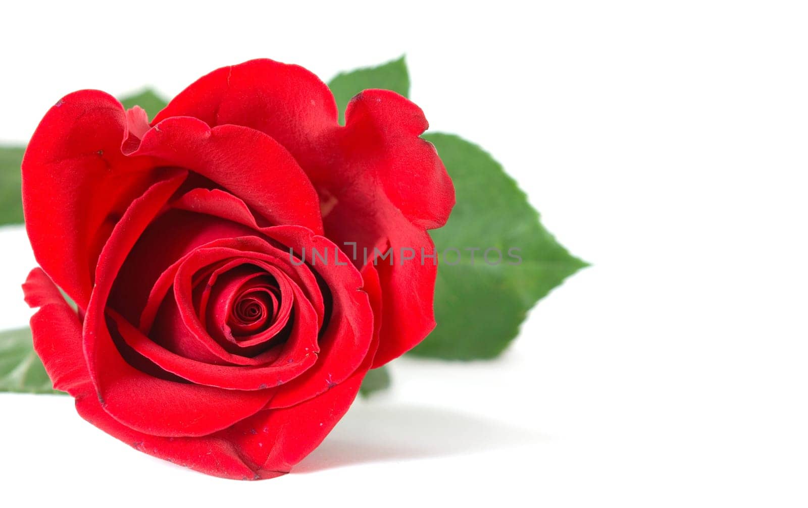 beautiful red rose on a white background