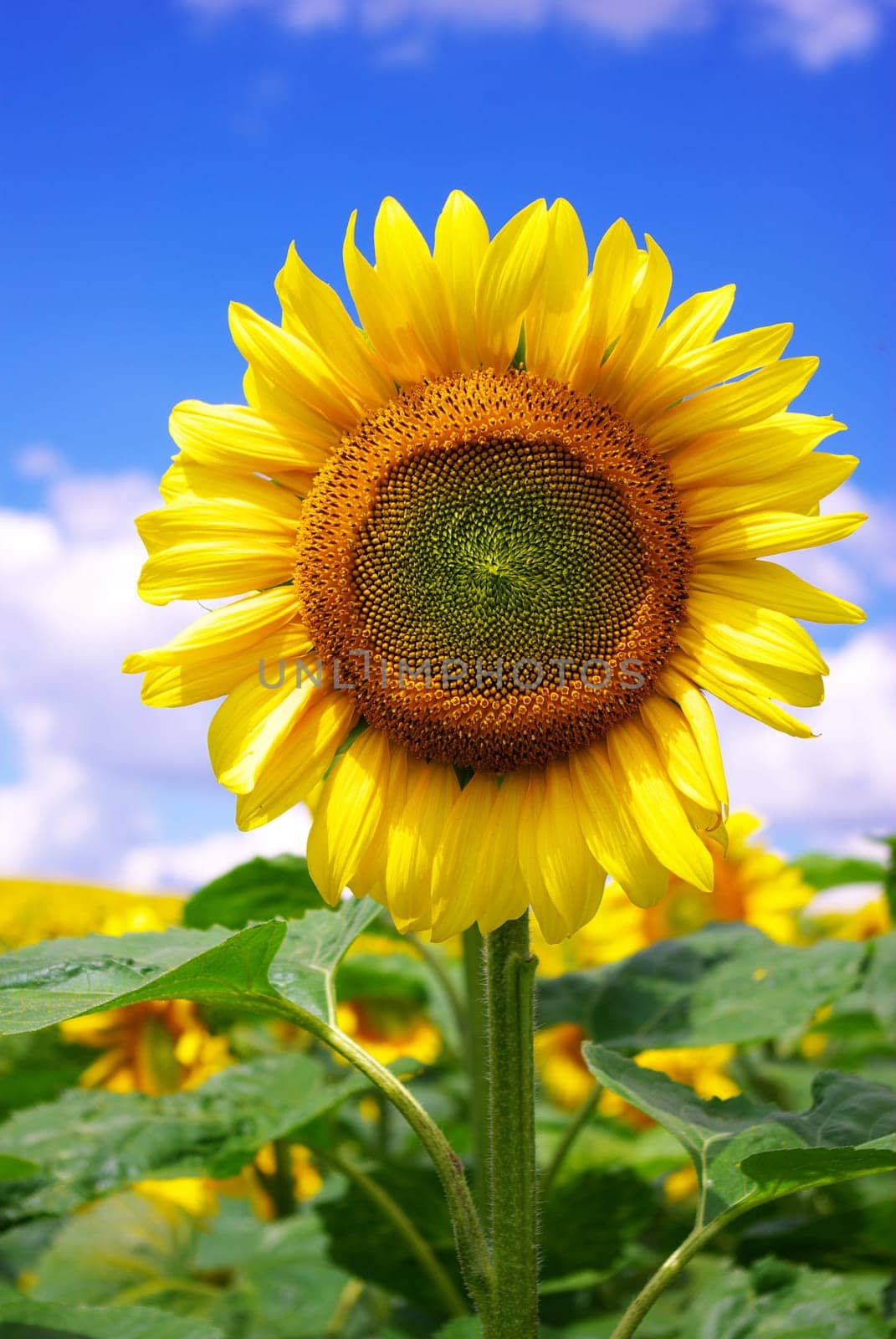 yellow sunflower and blue sky background