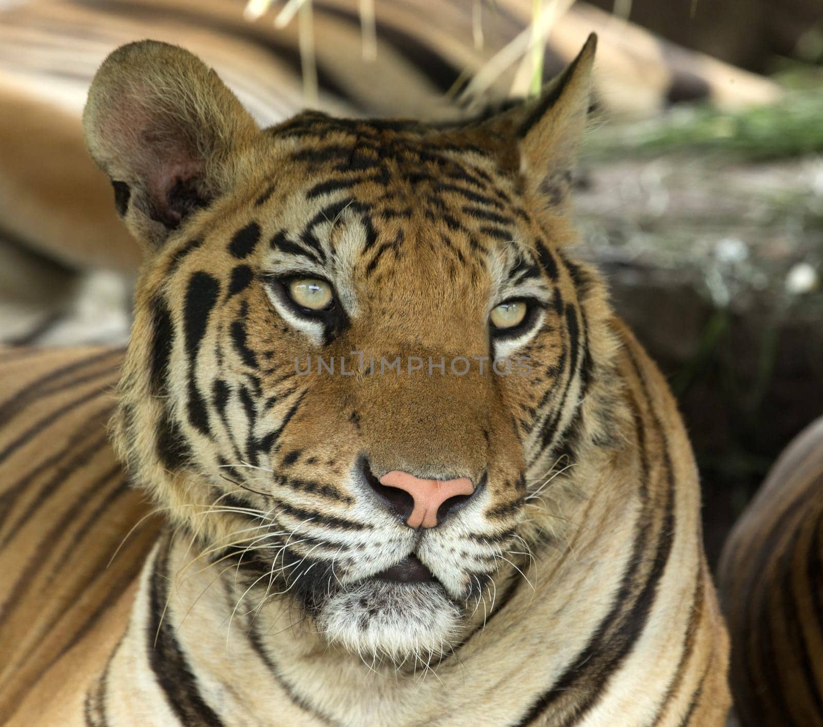 Tiger sitting in grass