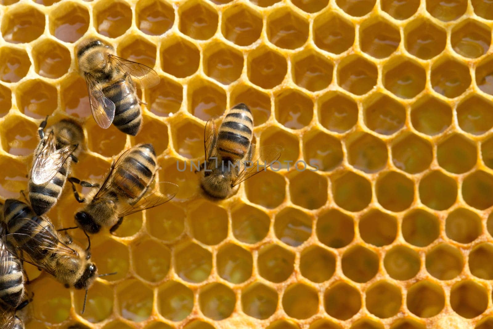 Close up view of the working bees on honeycells