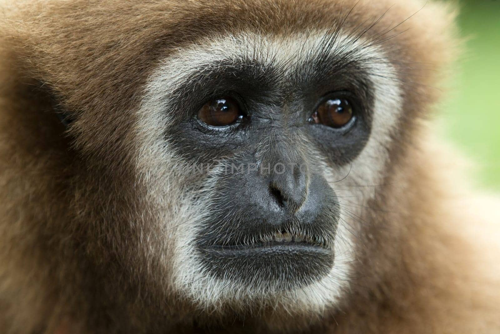 gibbon close- up face in zoo