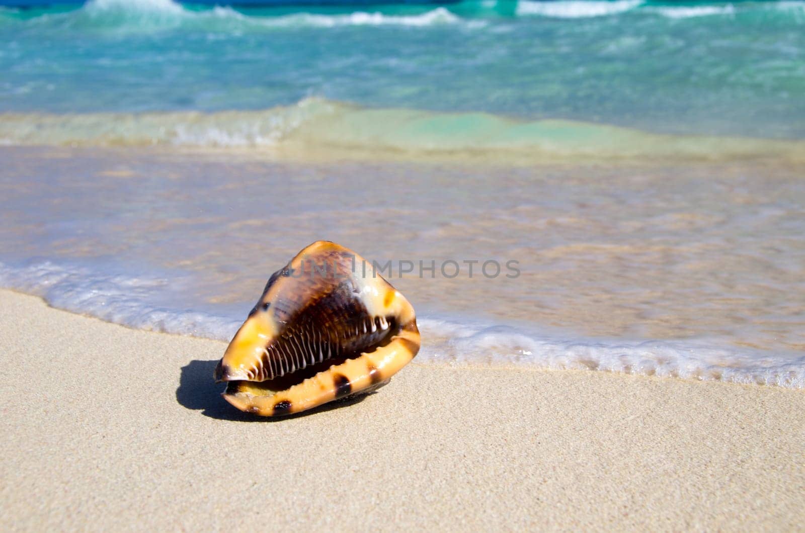 beautiful beach and tropical sea