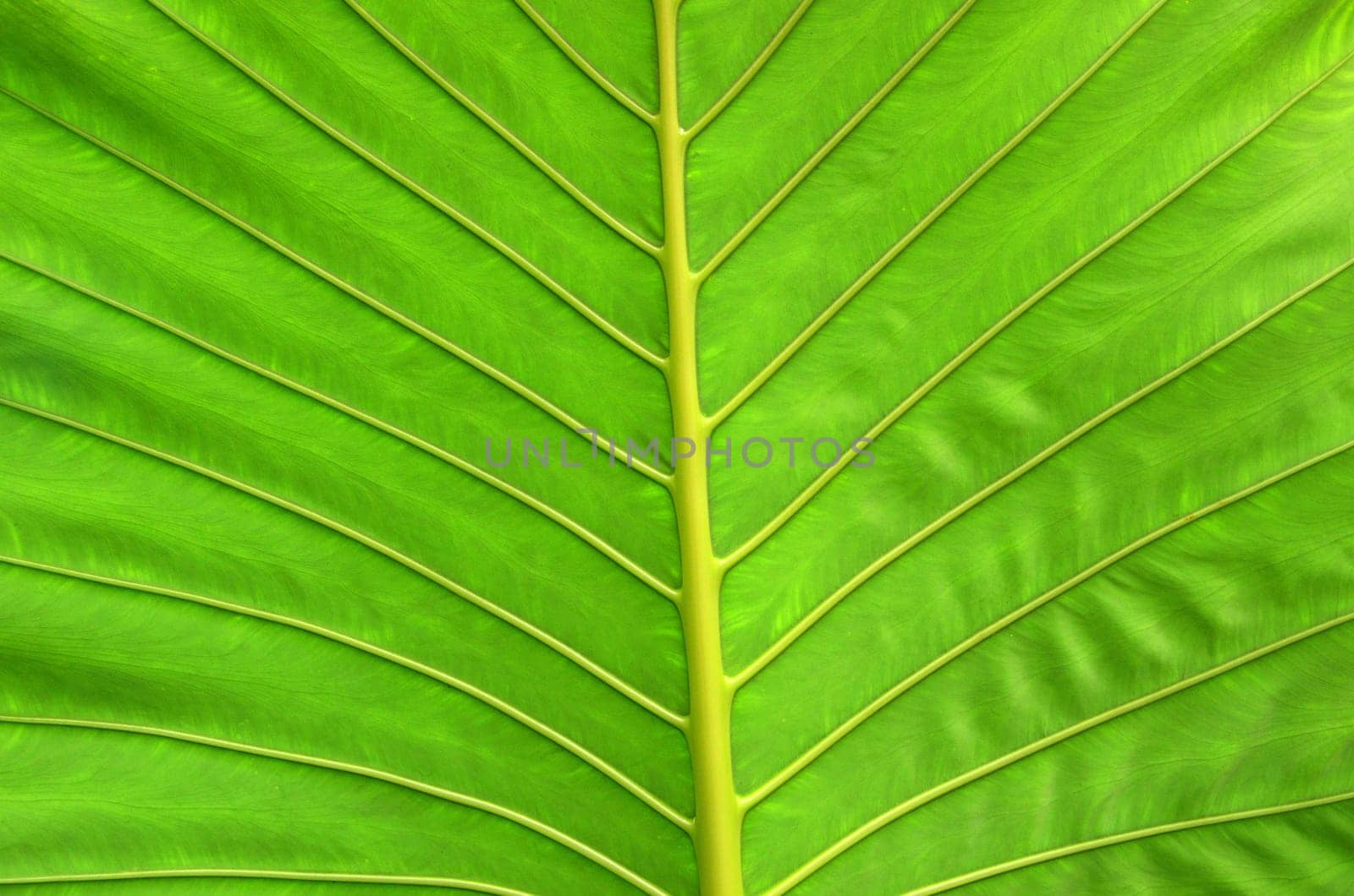 Texture of a green leaf as background
