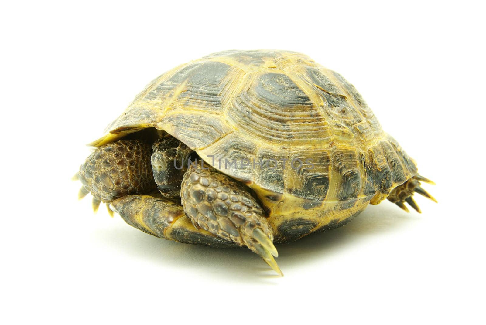 Reptile turtle isolated on white