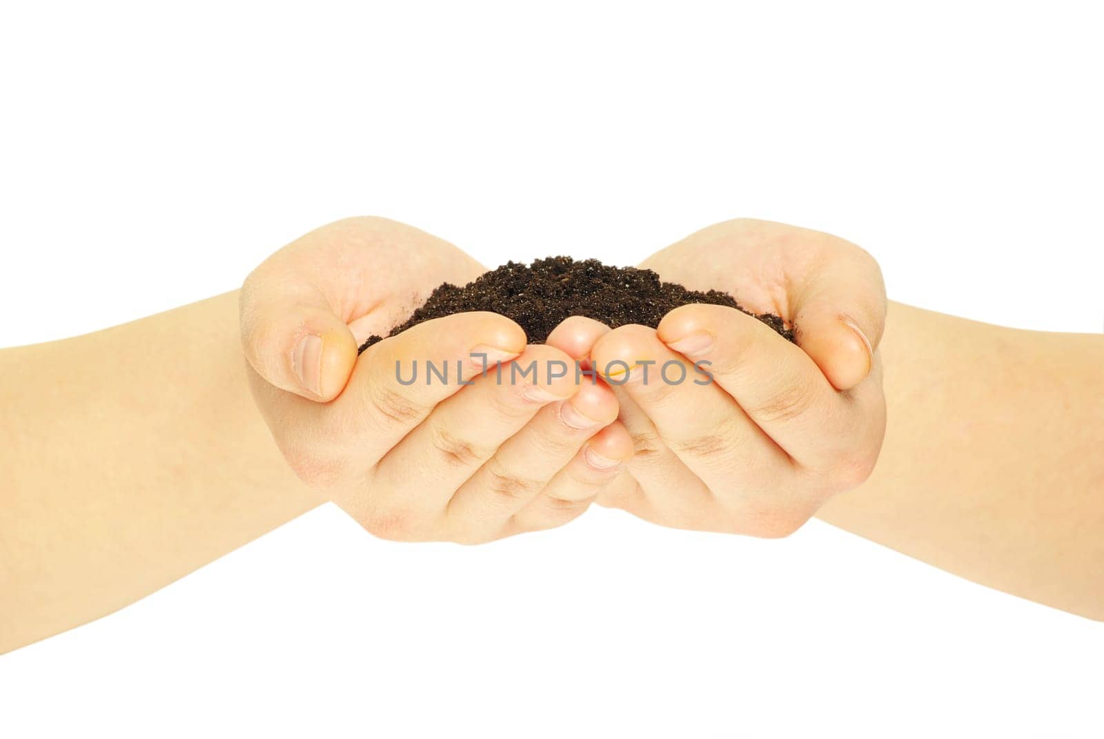 earth in hands isolated on a white background