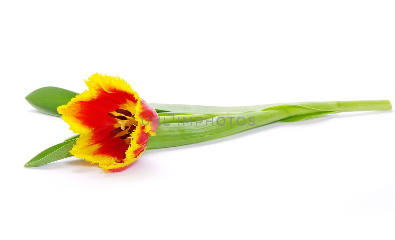 yellow tulip isolated on white
