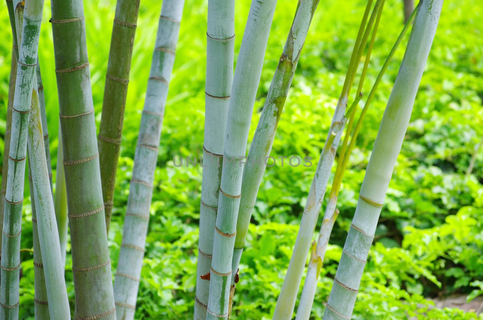 Bamboo isolated on a green
