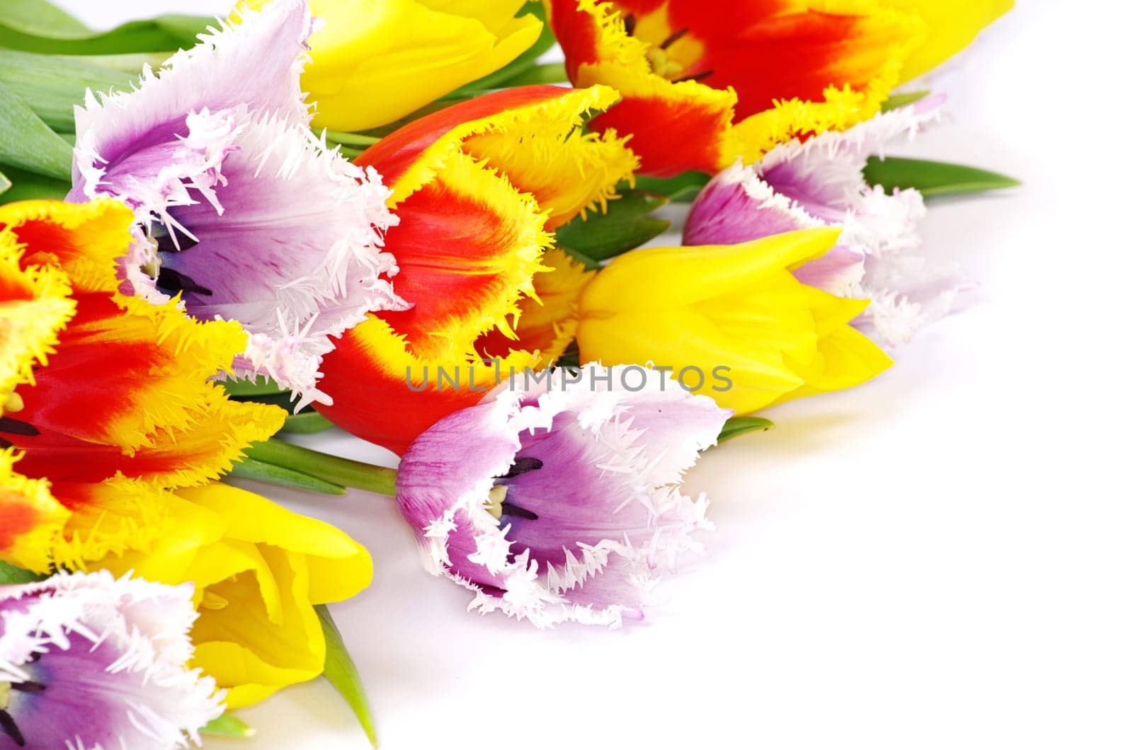 bouquet of the fresh tulips on white background