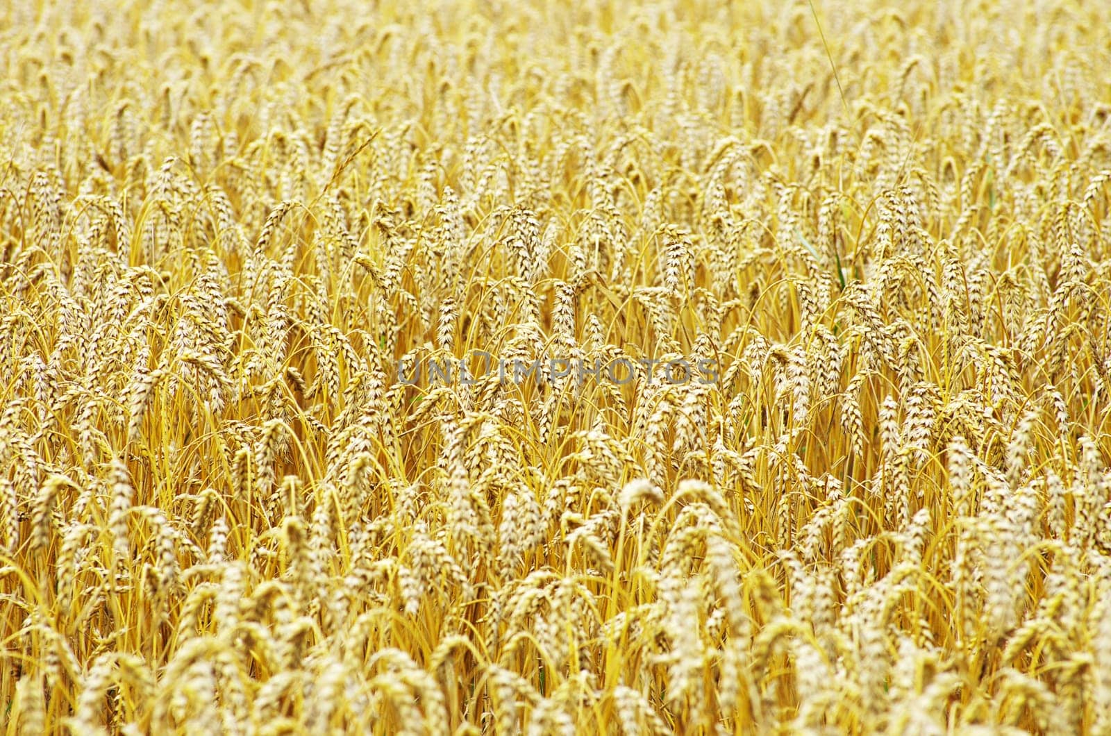 Fields of wheat at the end of summer fully ripe