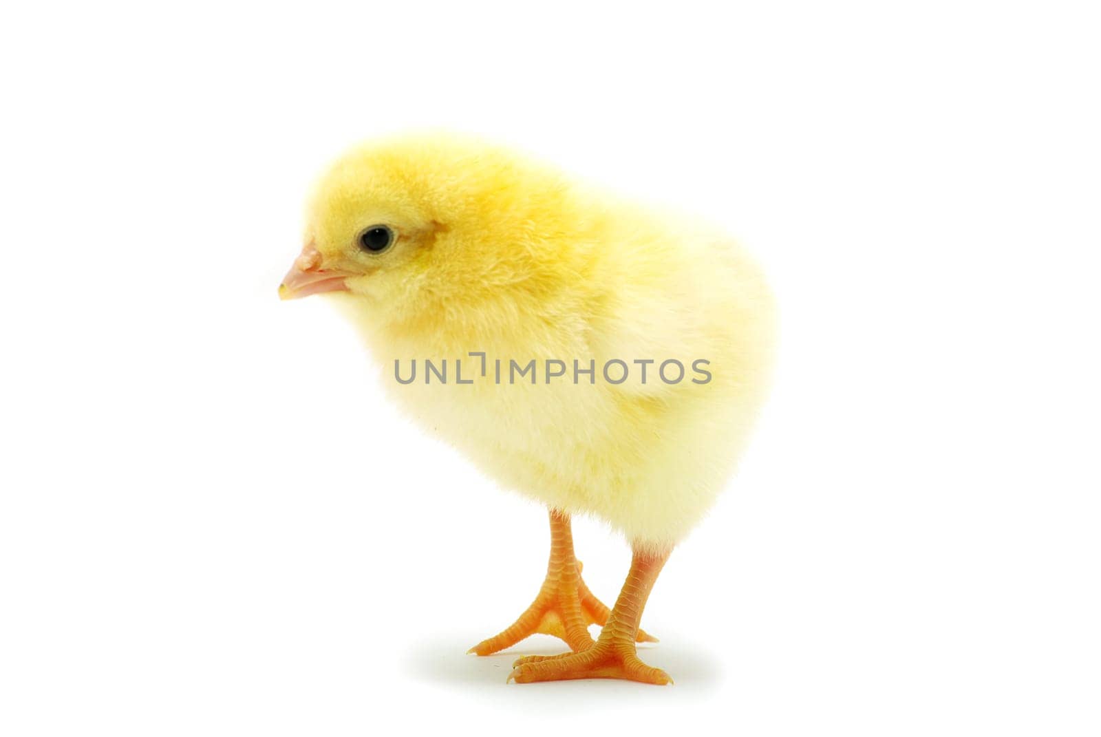 Cute little baby chicken isolated on white background