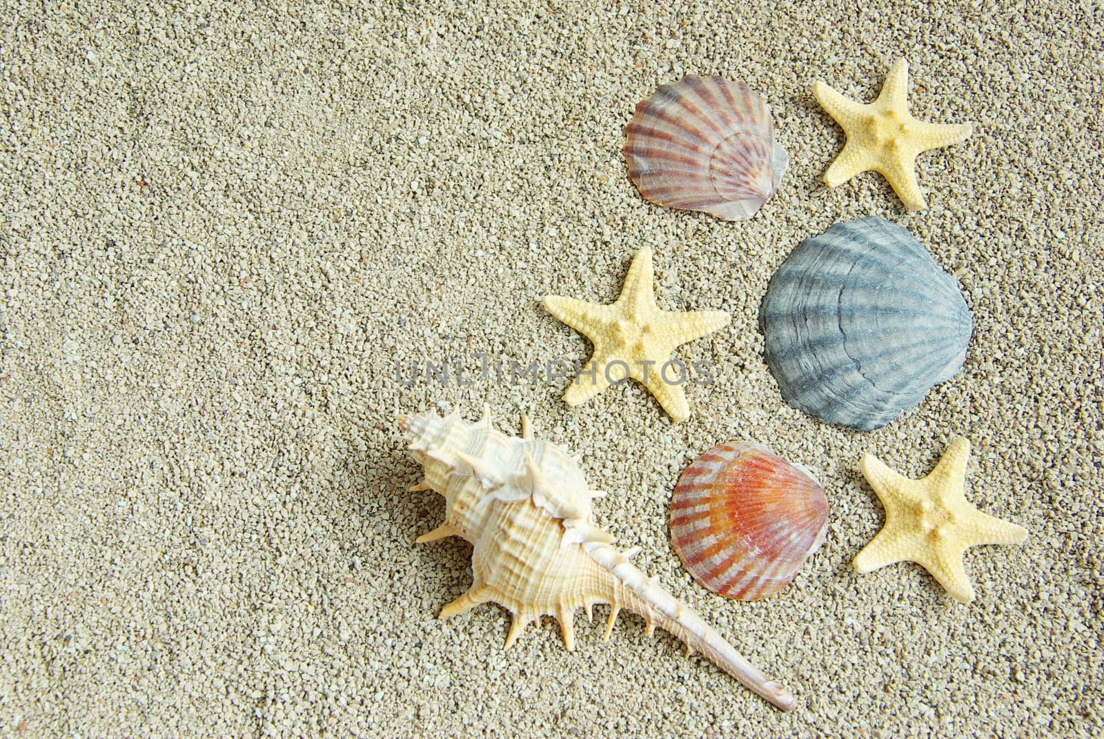 starfish and shells on the beach
