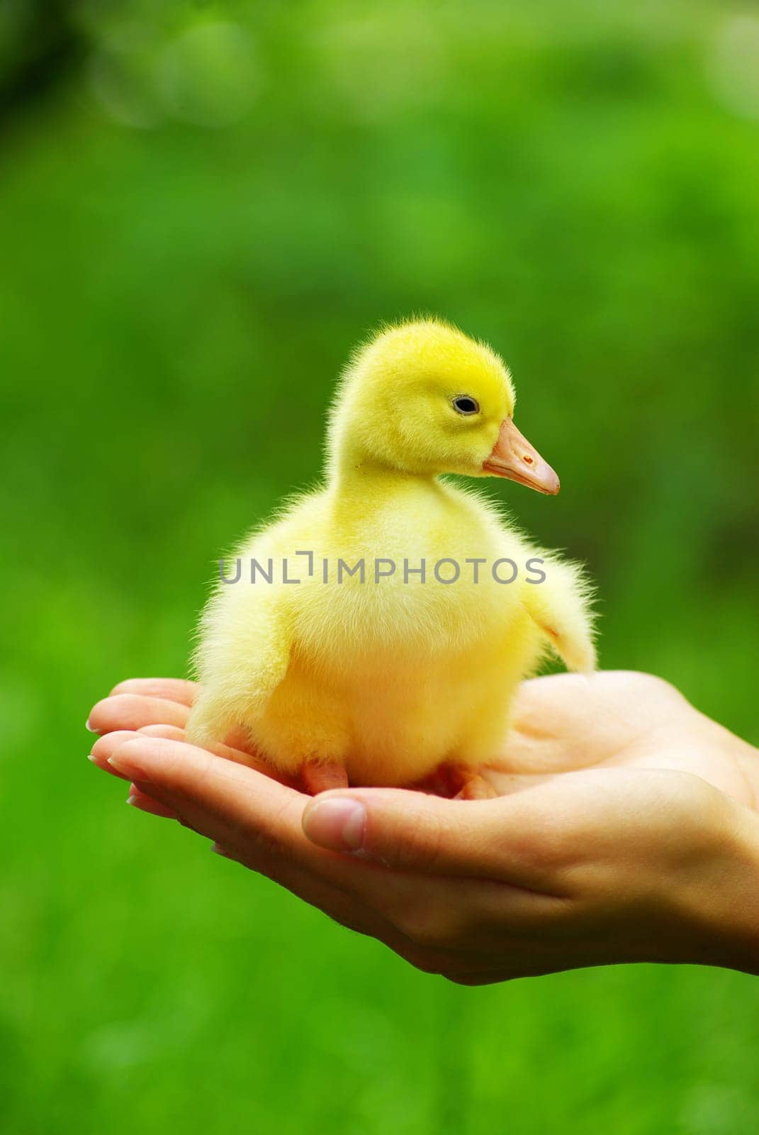 a yellow fluffy gosling in the hand