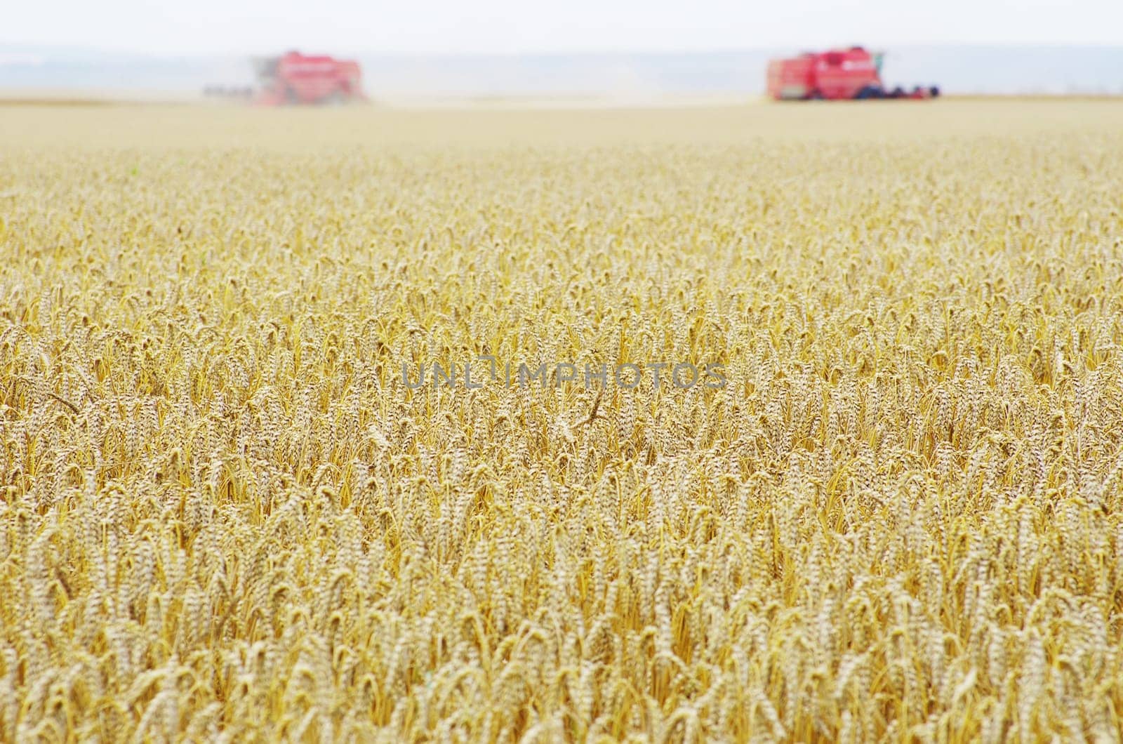 A wheat field being harvested