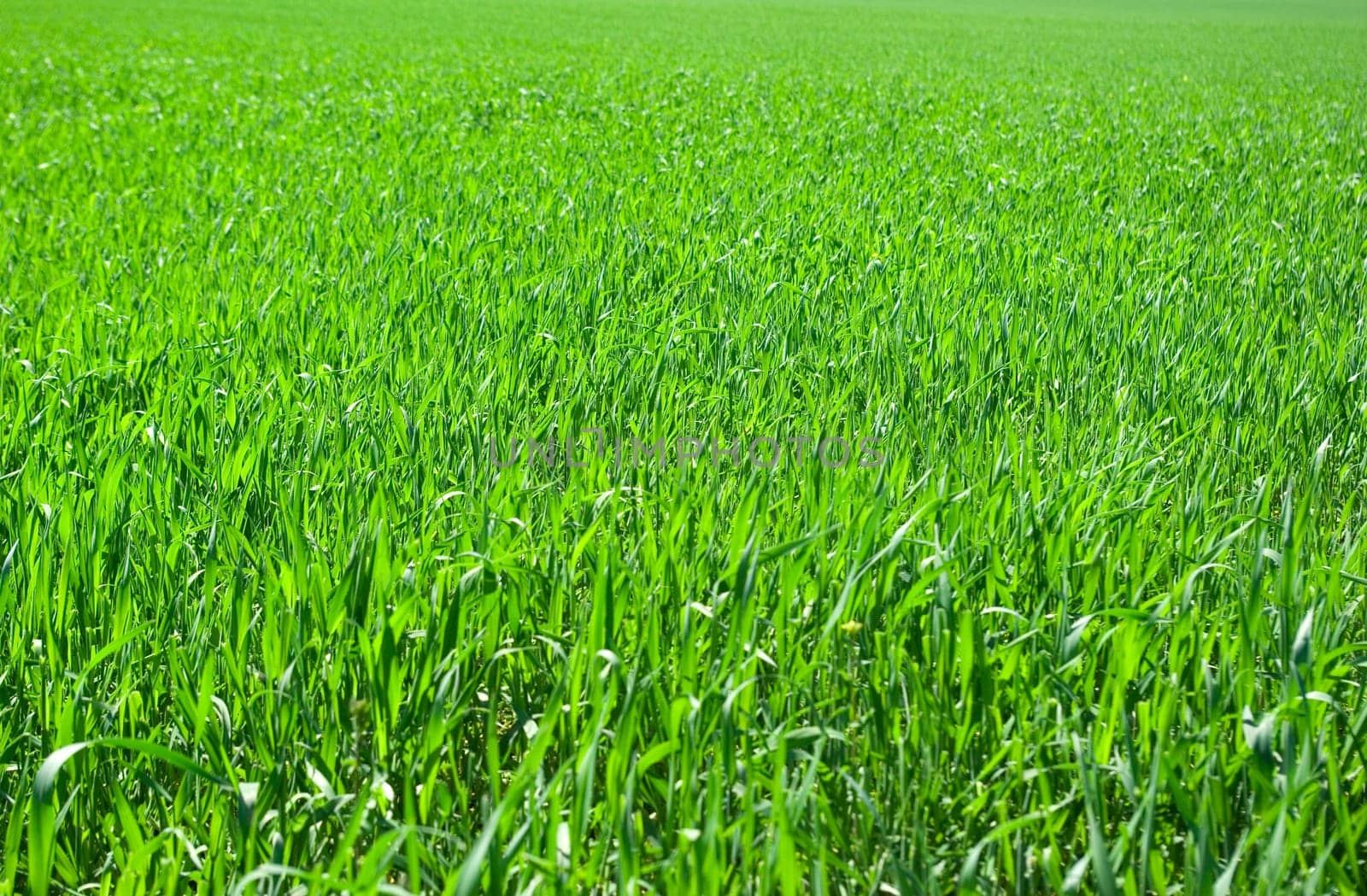 Green grass texture from a  field