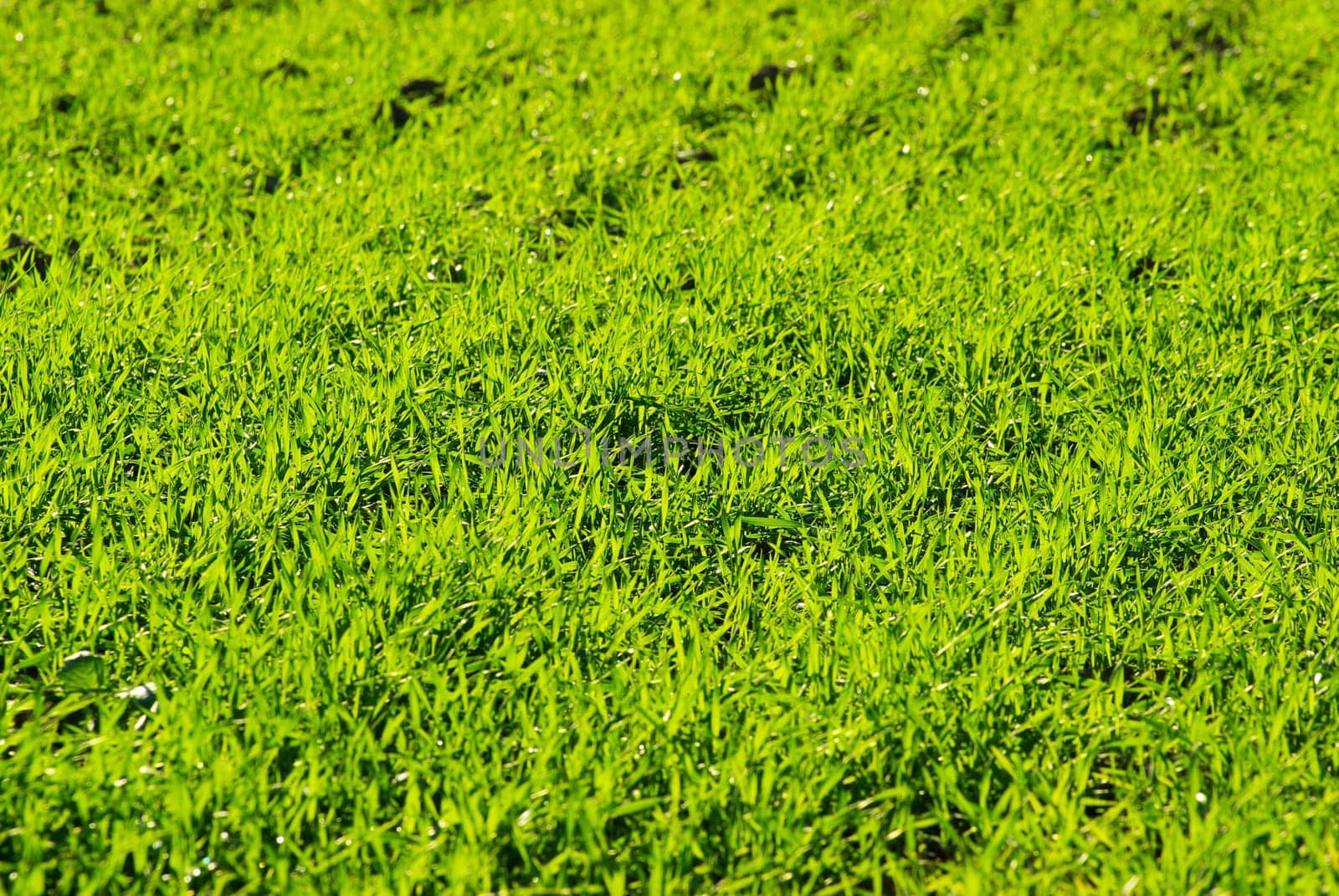 Beautiful green lawn freshly mowed