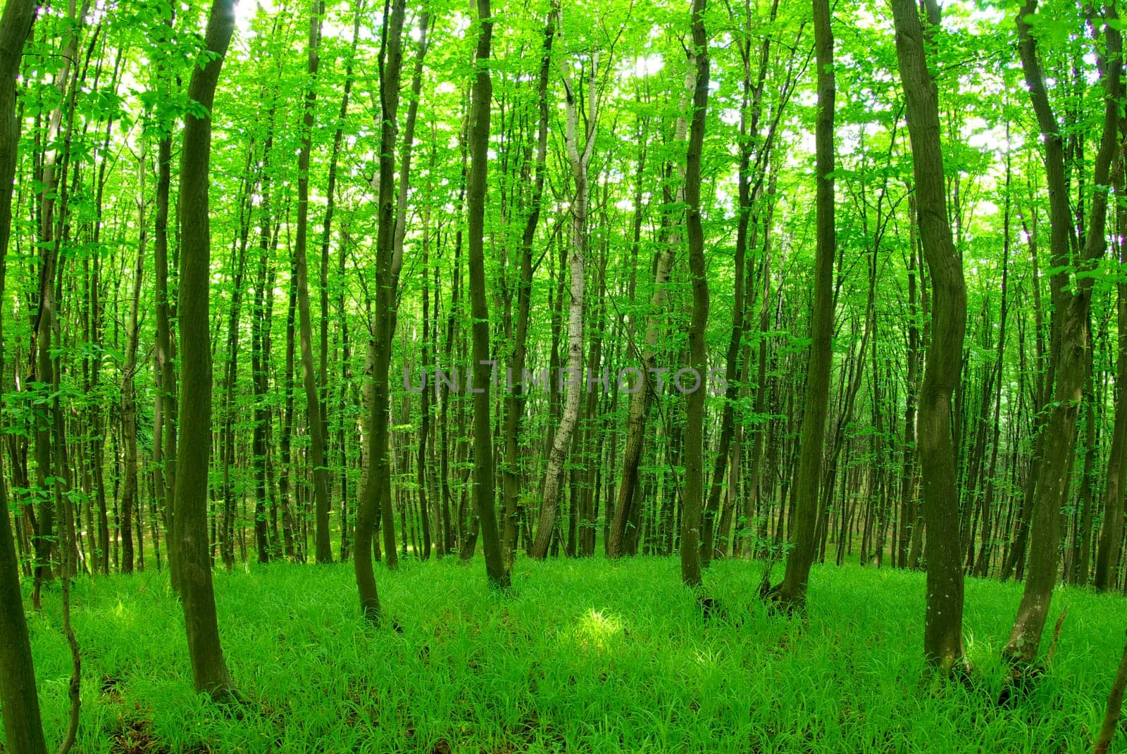 green forest  background in a sunny day