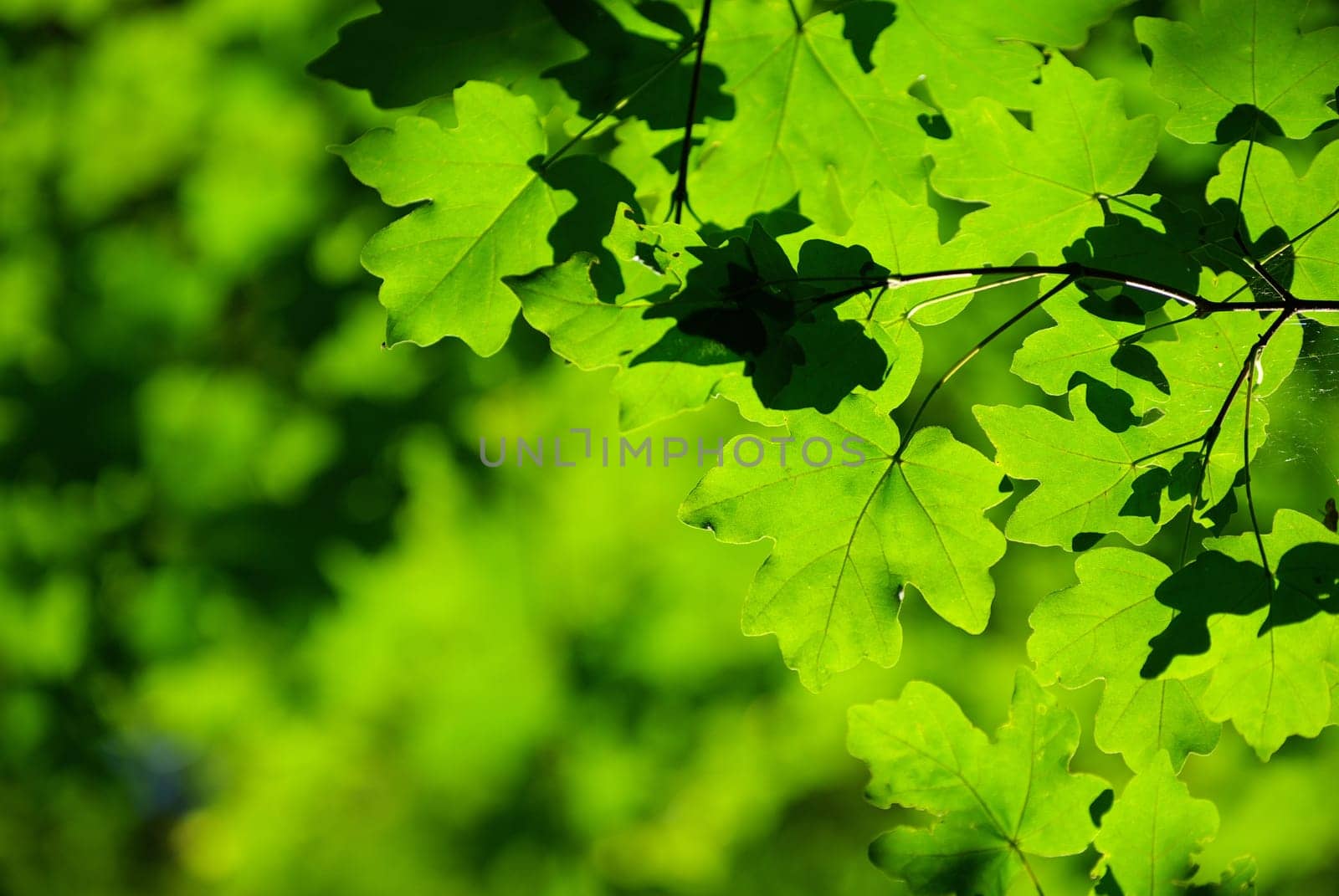 green leaves background in sunny day