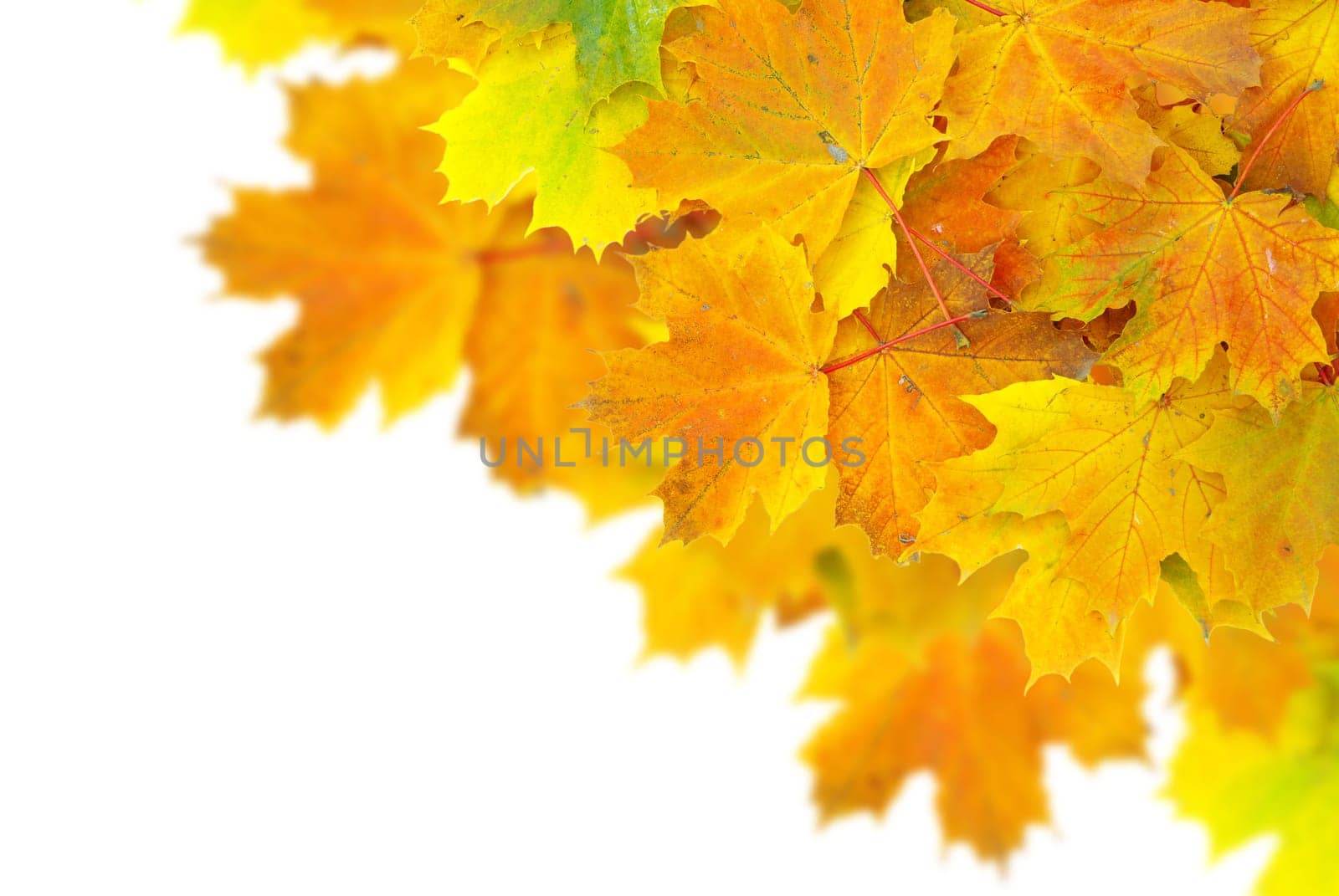 autumn maple leaves