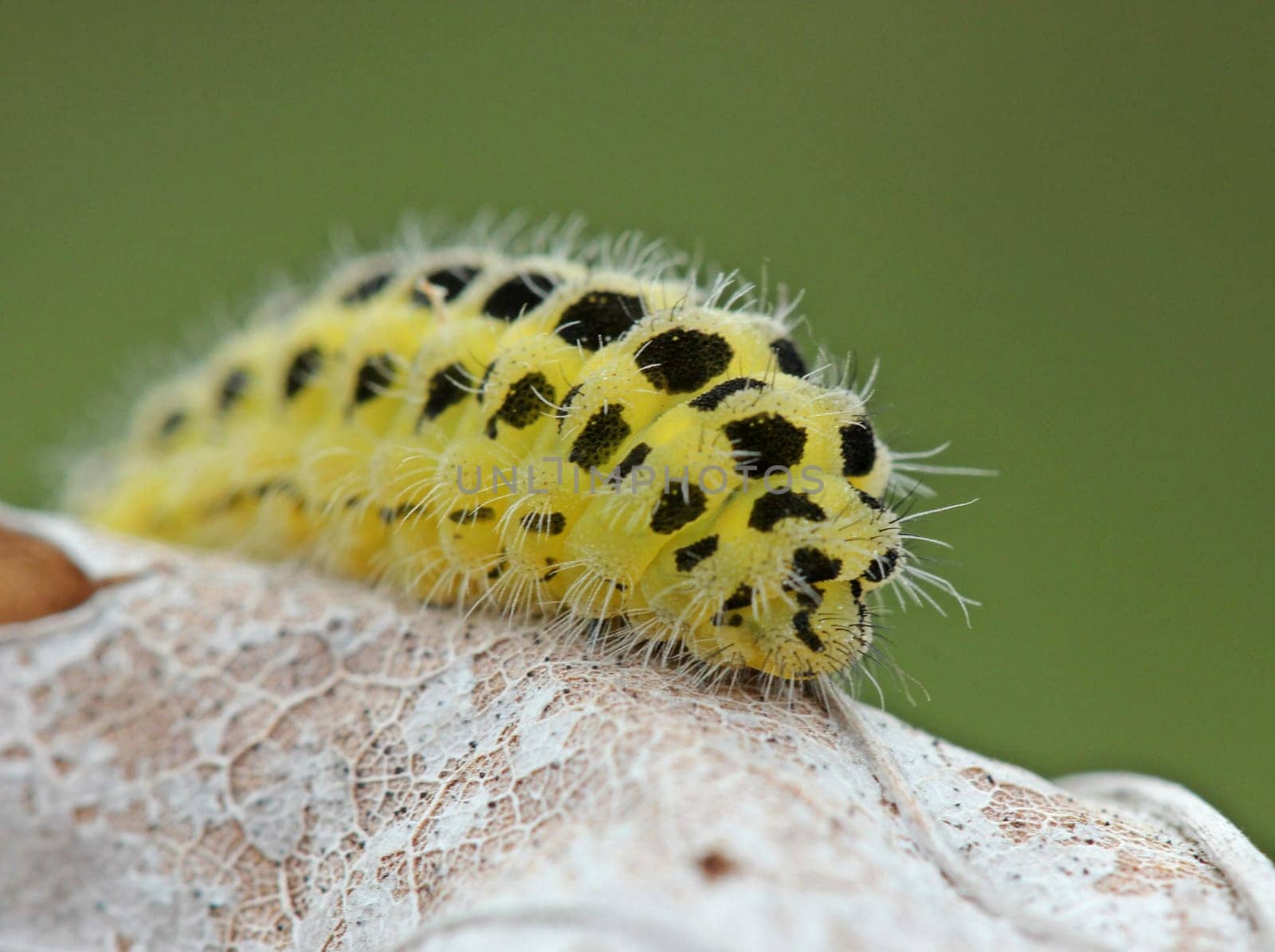 Caterpillar of the Six-spotted Ram (Zygaena filipendulae)