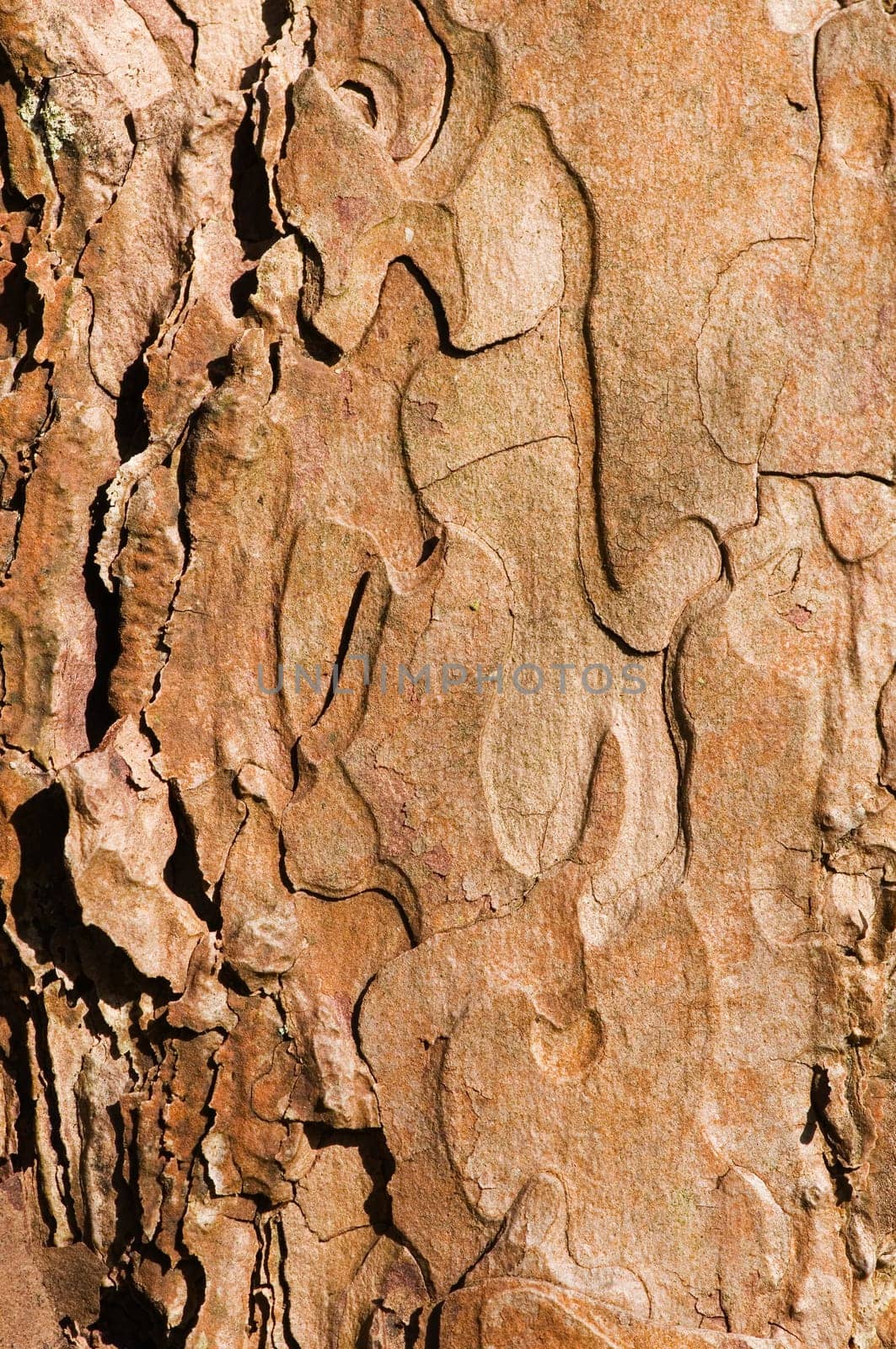 format-filling view of a tree bark in the evening side light
