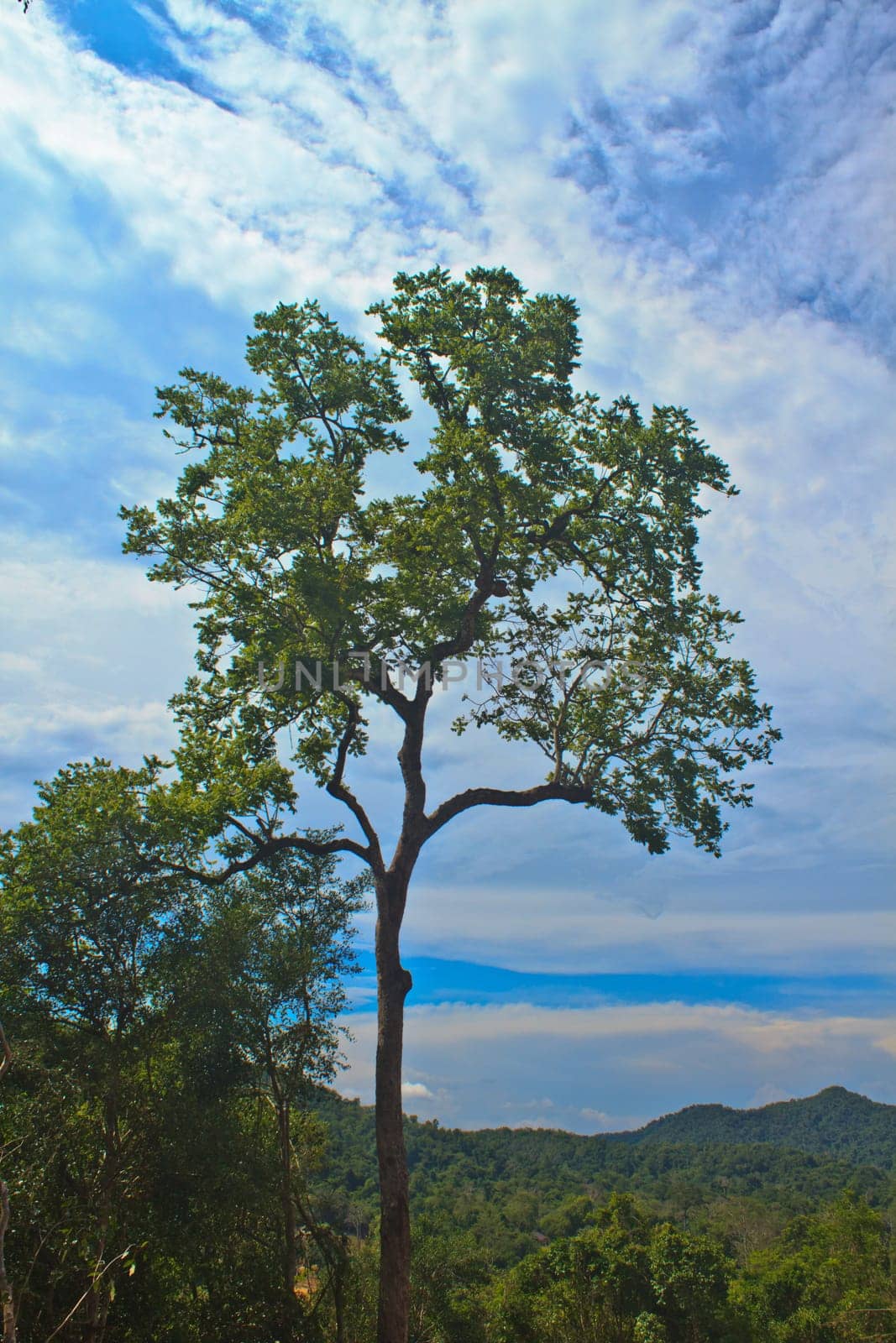 beautiful green tree and blue sky background