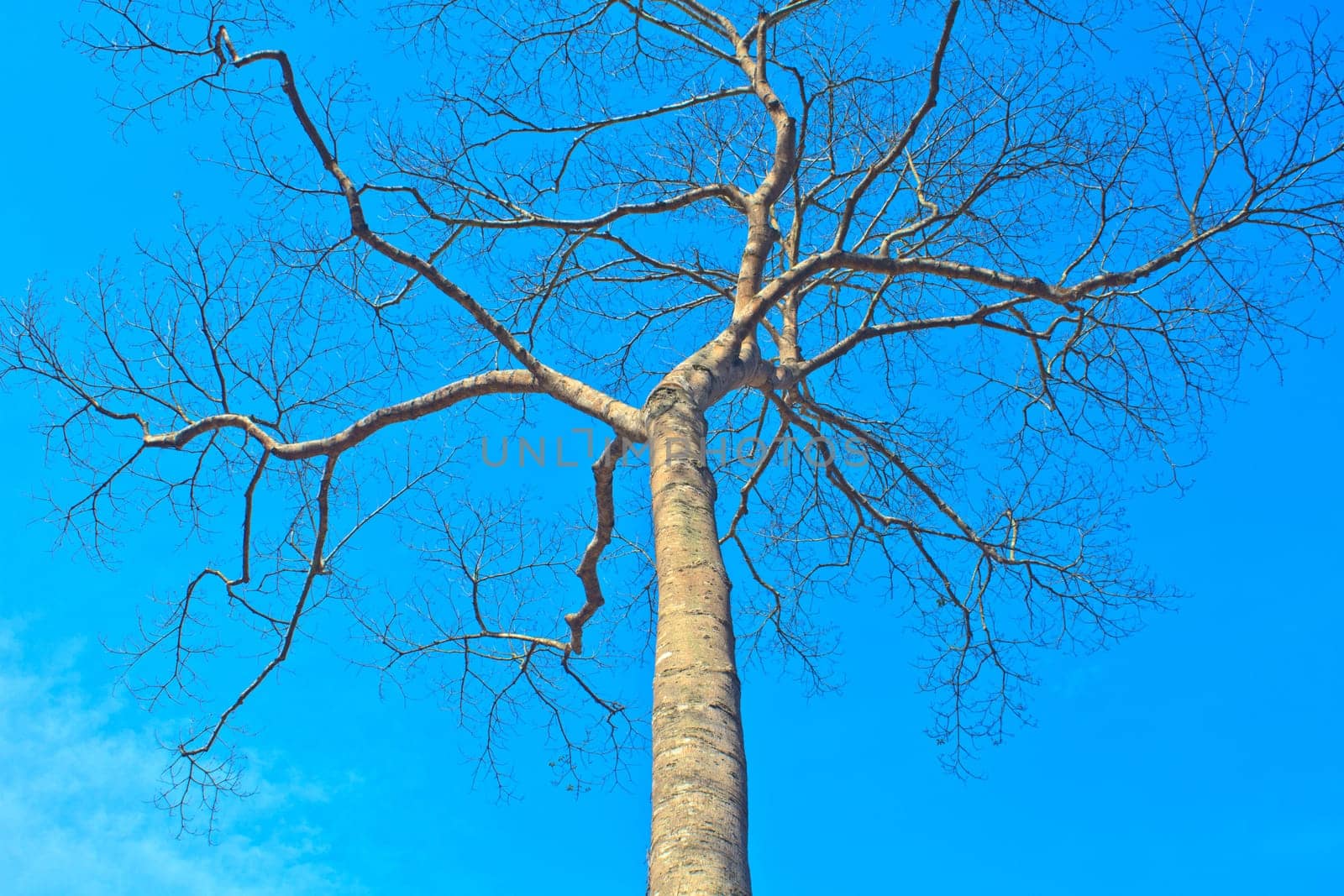 beautiful green tree and blue sky background