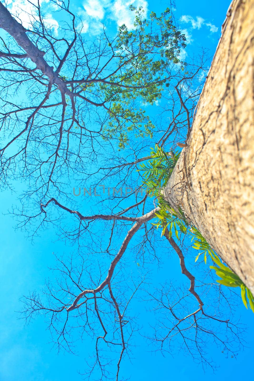 beautiful green tree and blue sky background