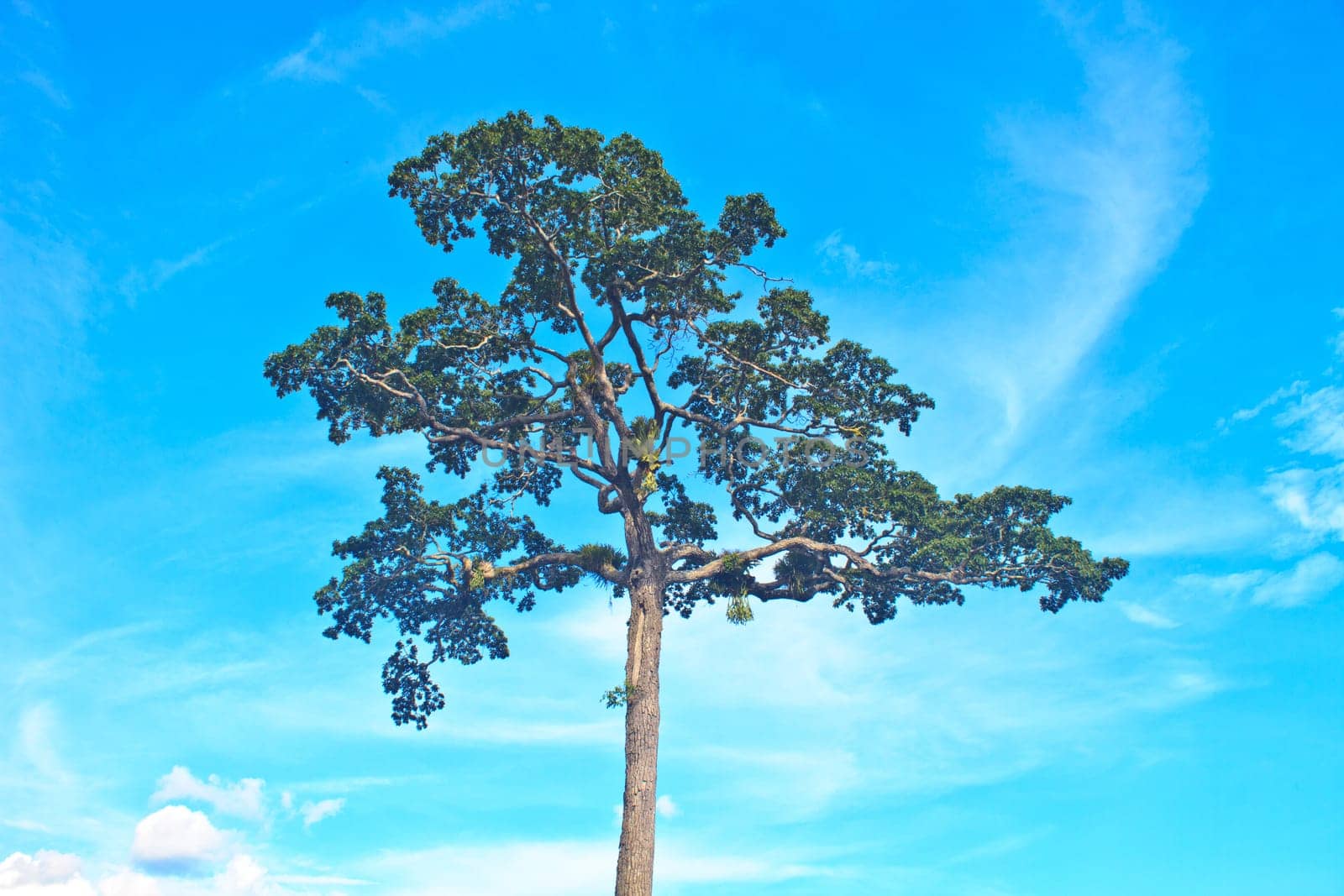 beautiful green tree and blue sky background