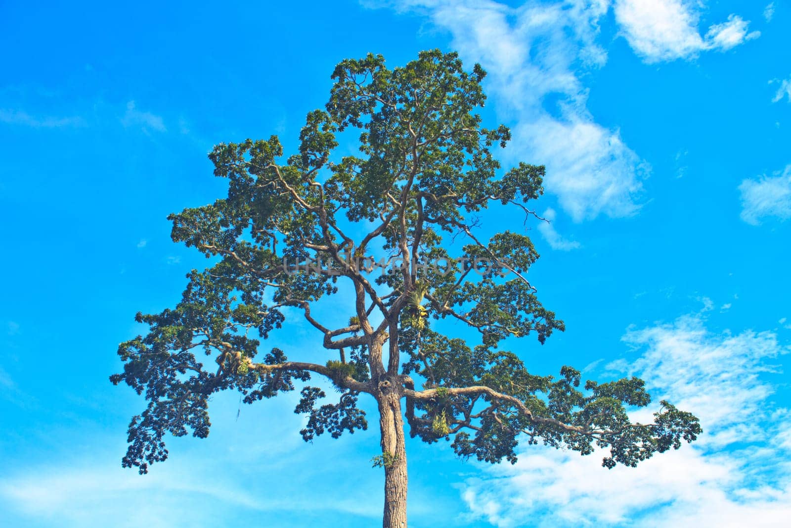 beautiful green tree and blue sky background
