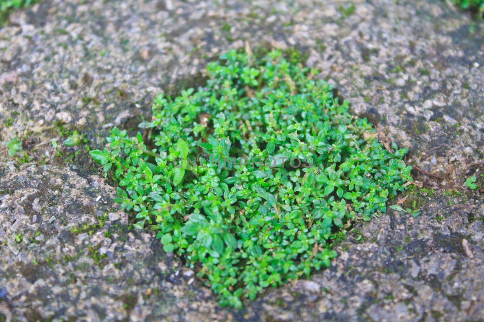 green grass in stone block walk path background