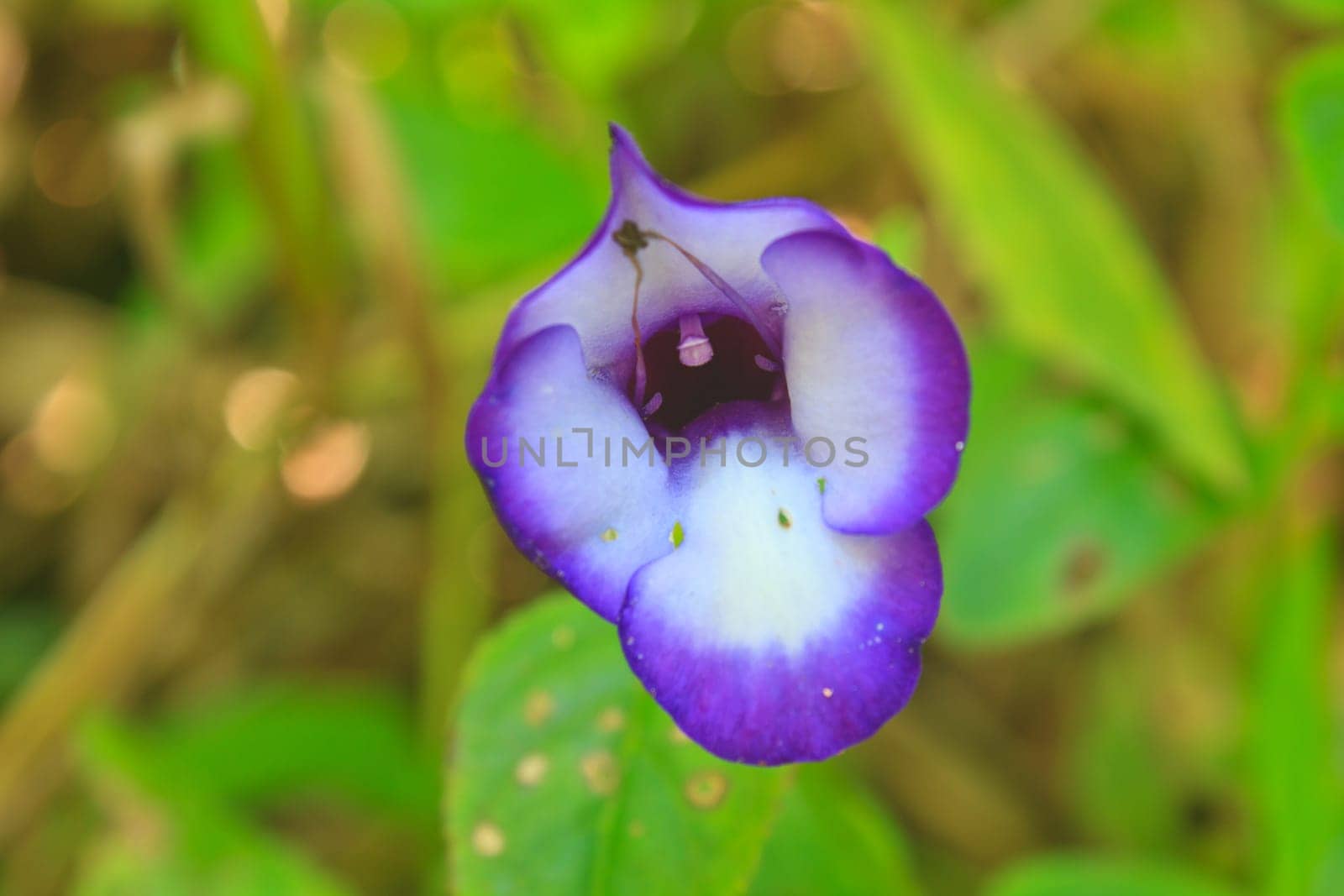 violet  flower or Impatiens sp.  rare flower of Thailand