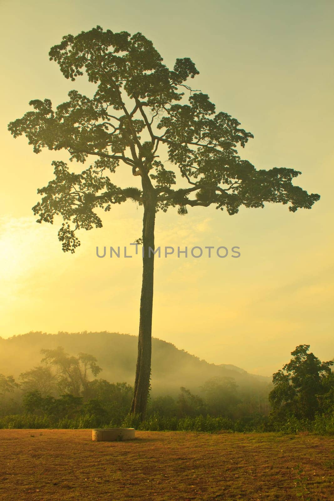Autumn landscape at misty morning in forest