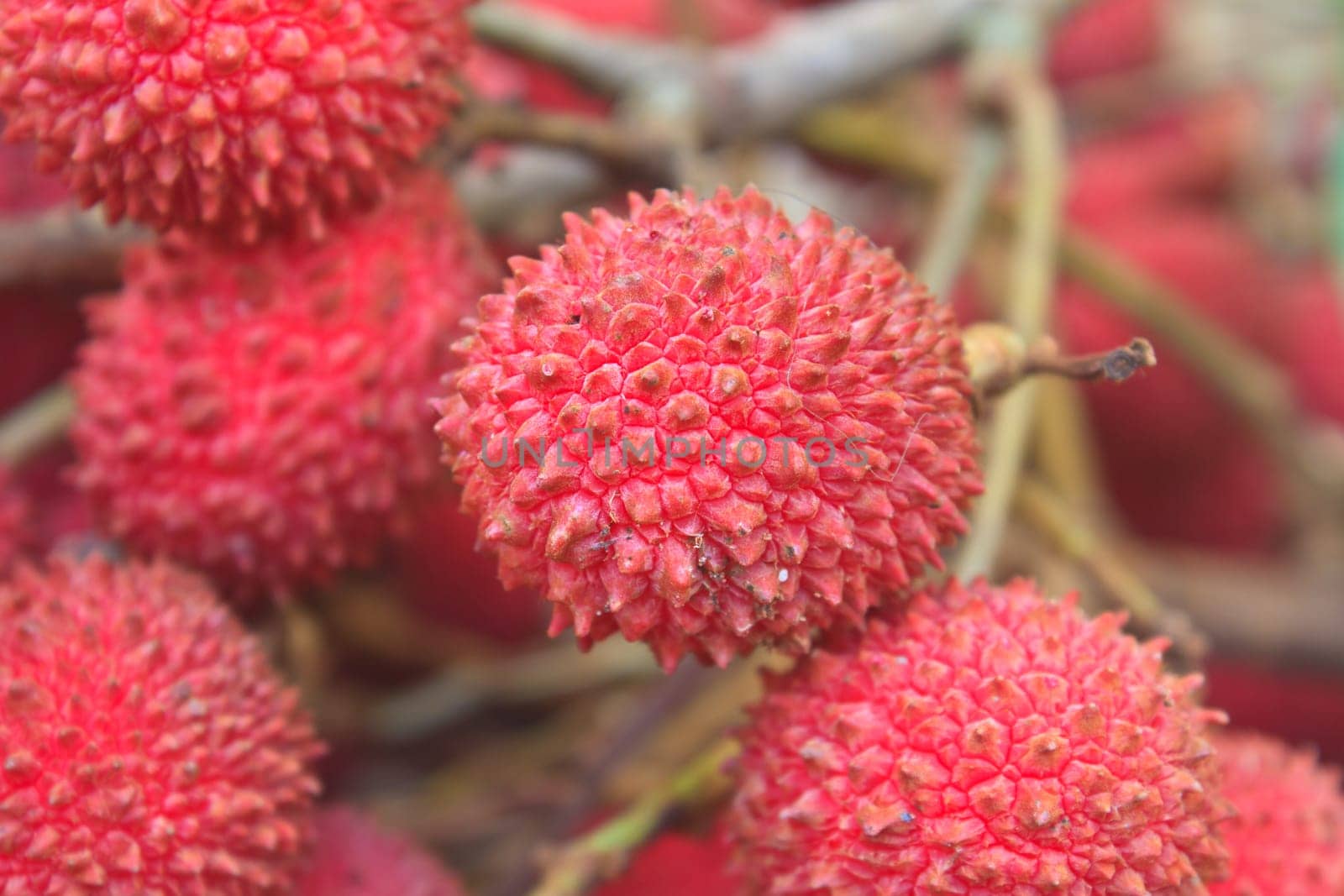 wild fruit from forest, wild lychee or Nephelium hypoleucum