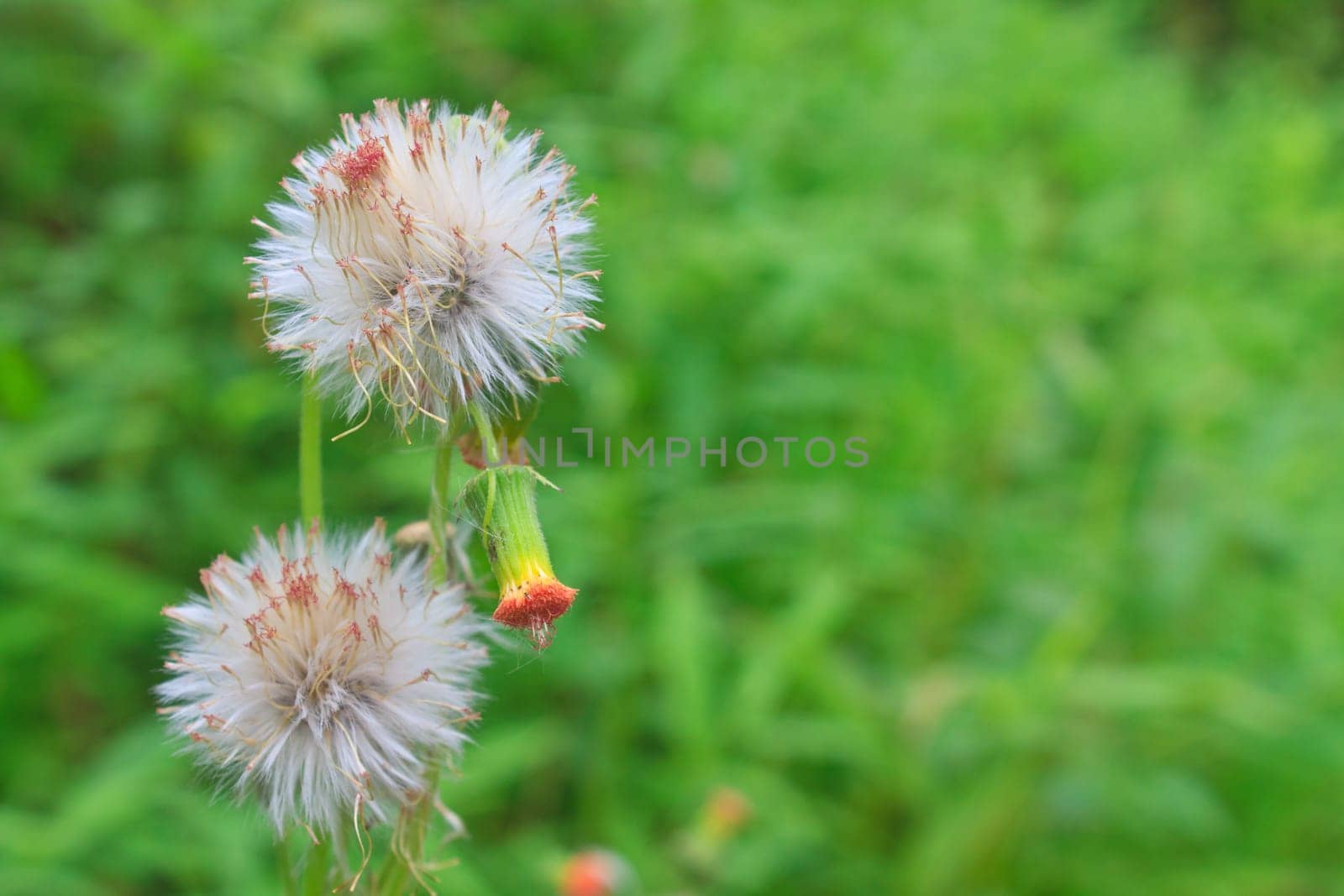 Flowering grass , flower of grass on green background