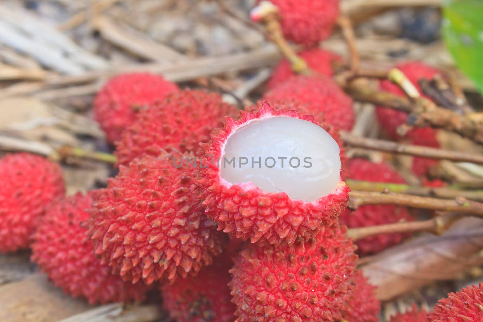 wild fruit from forest, wild lychee or Nephelium hypoleucum