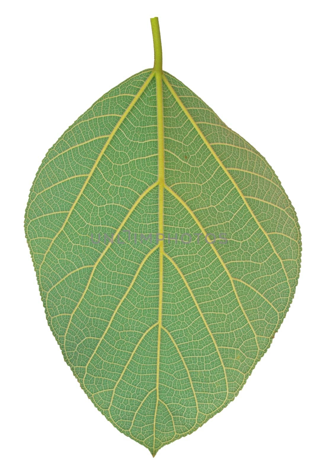 leaf texture, Texture of a green leaf as background