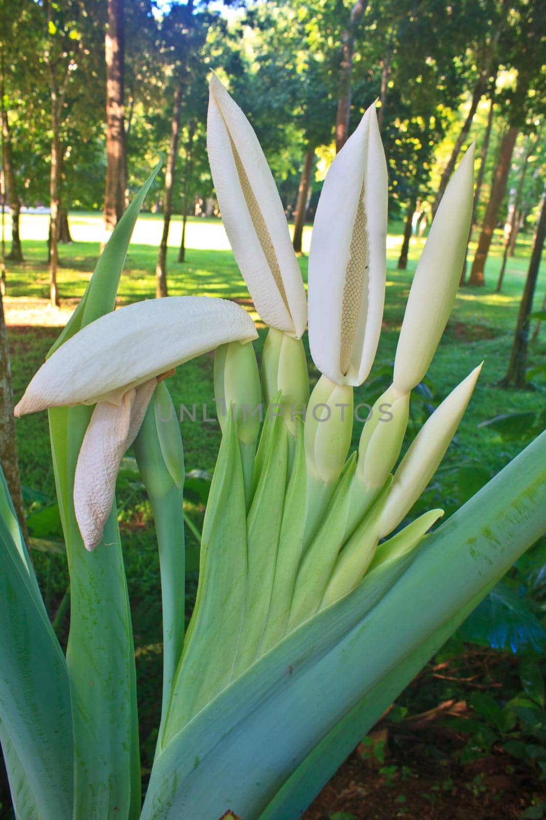 close up flower of  Elephant ear or Alocasia macrorrhizos