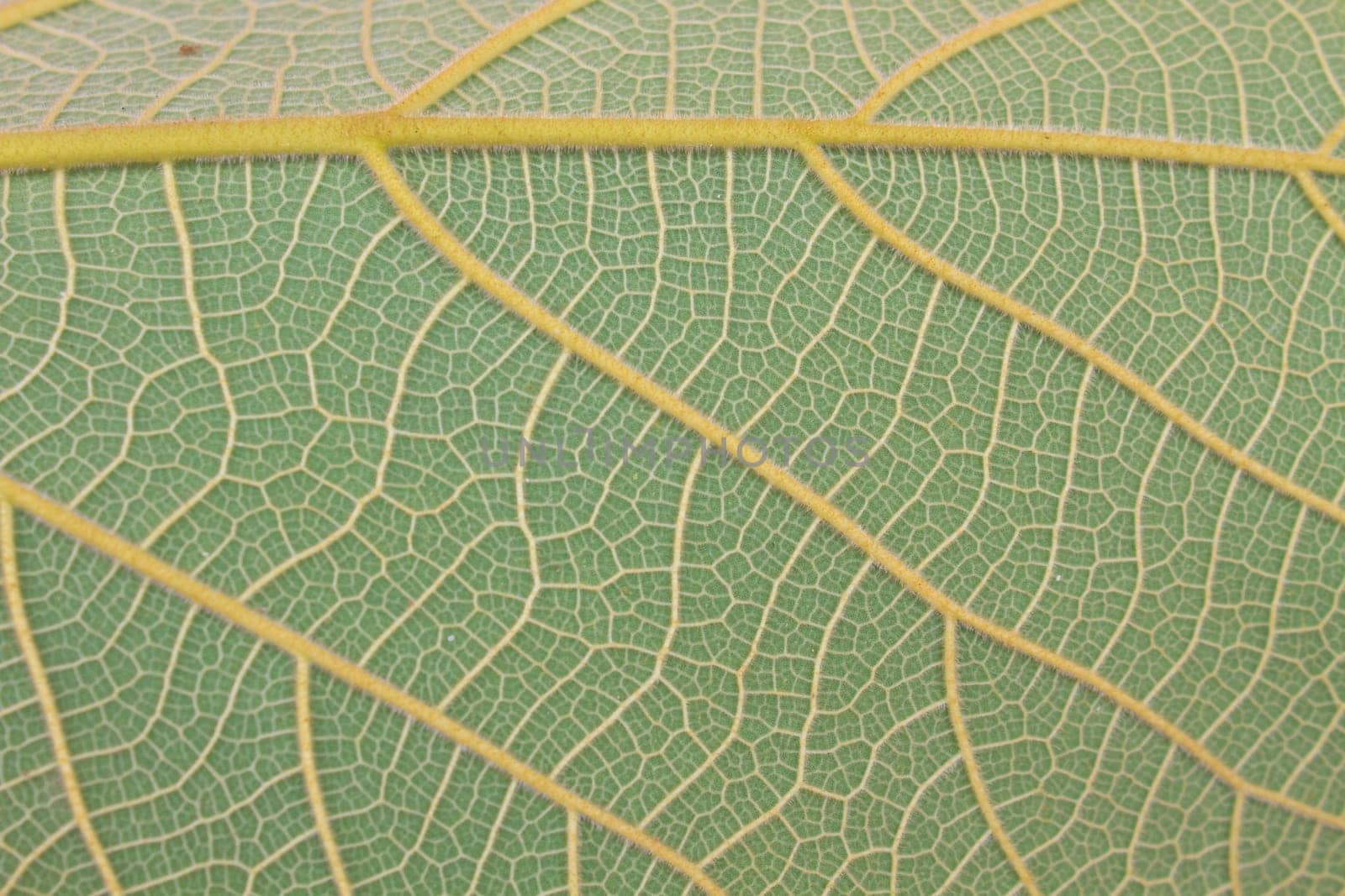 leaf texture, Texture of a green leaf as background