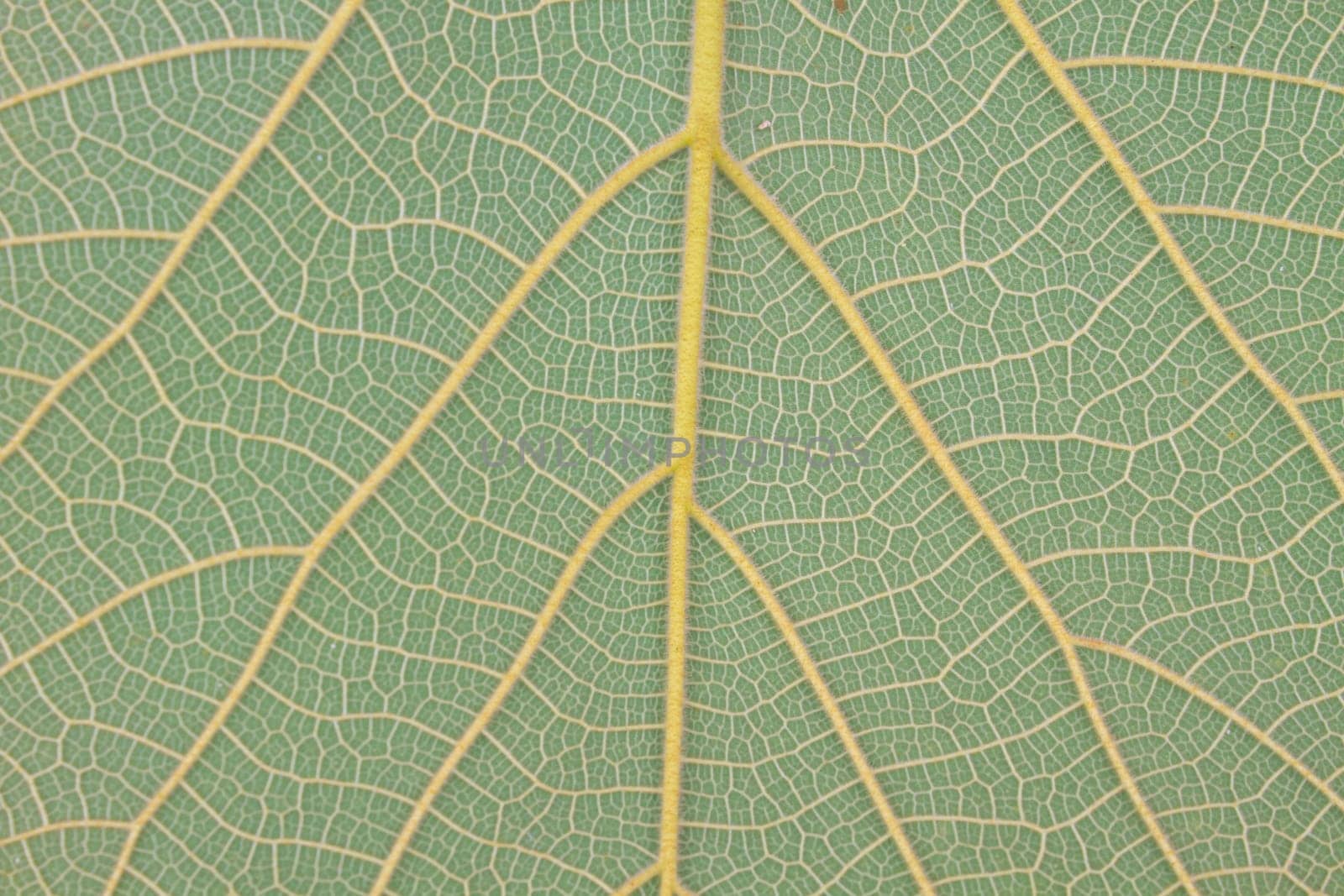 leaf texture, Texture of a green leaf as background