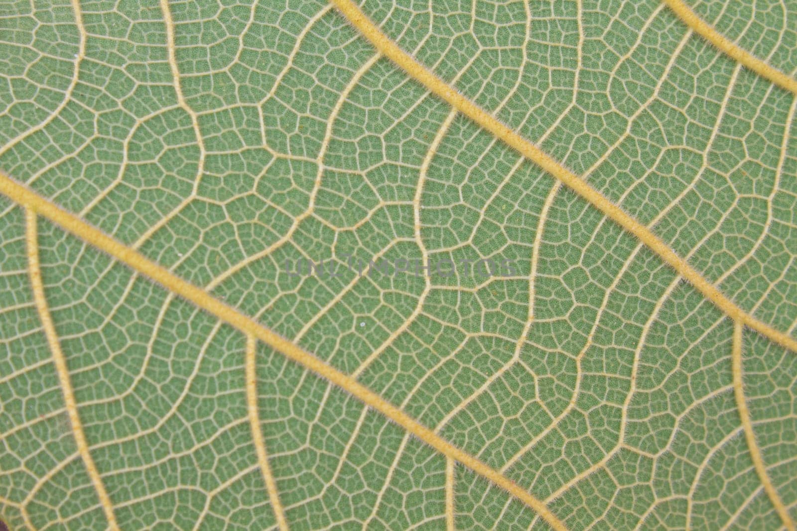 leaf texture, Texture of a green leaf as background