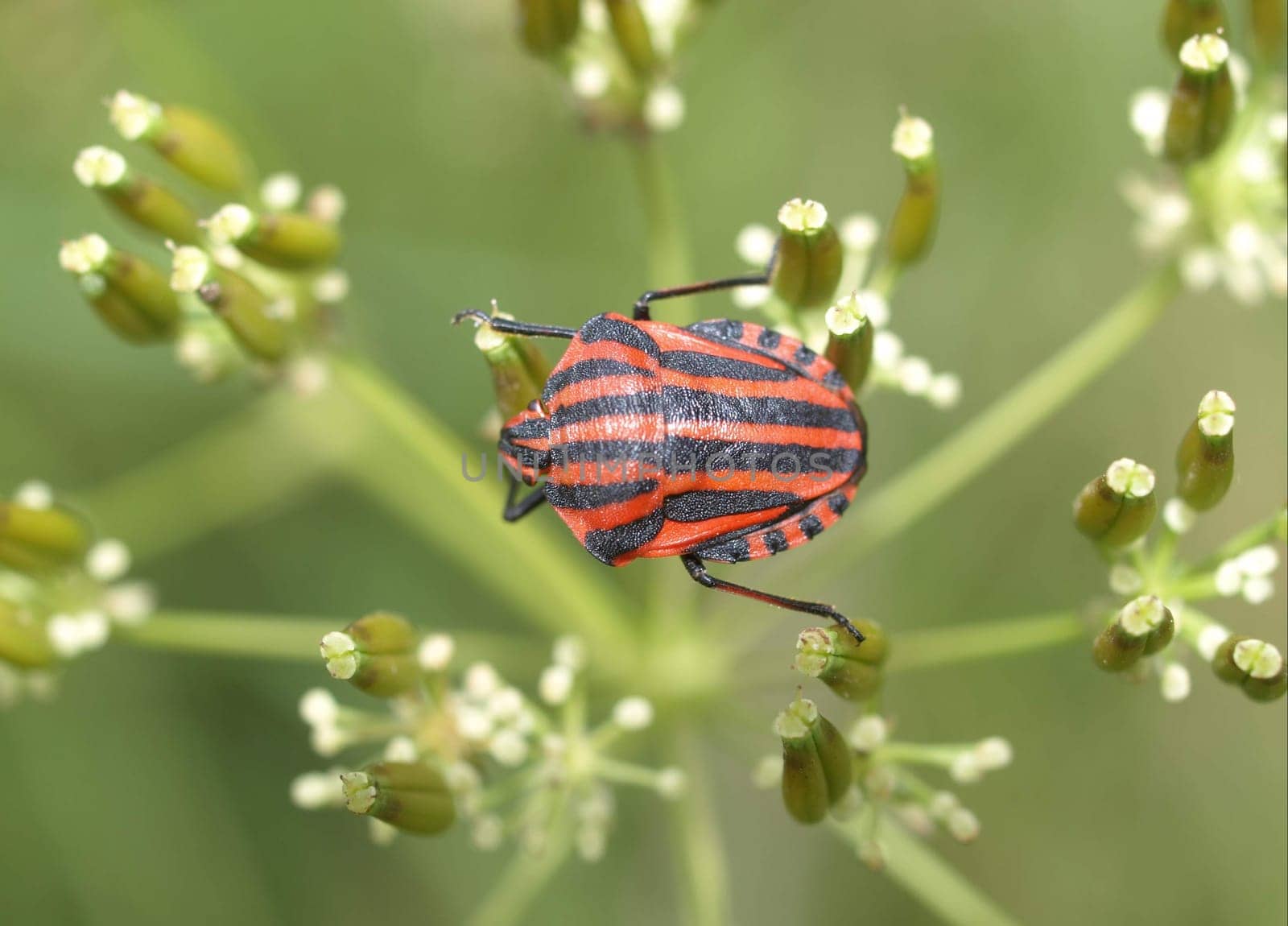 Striped bug