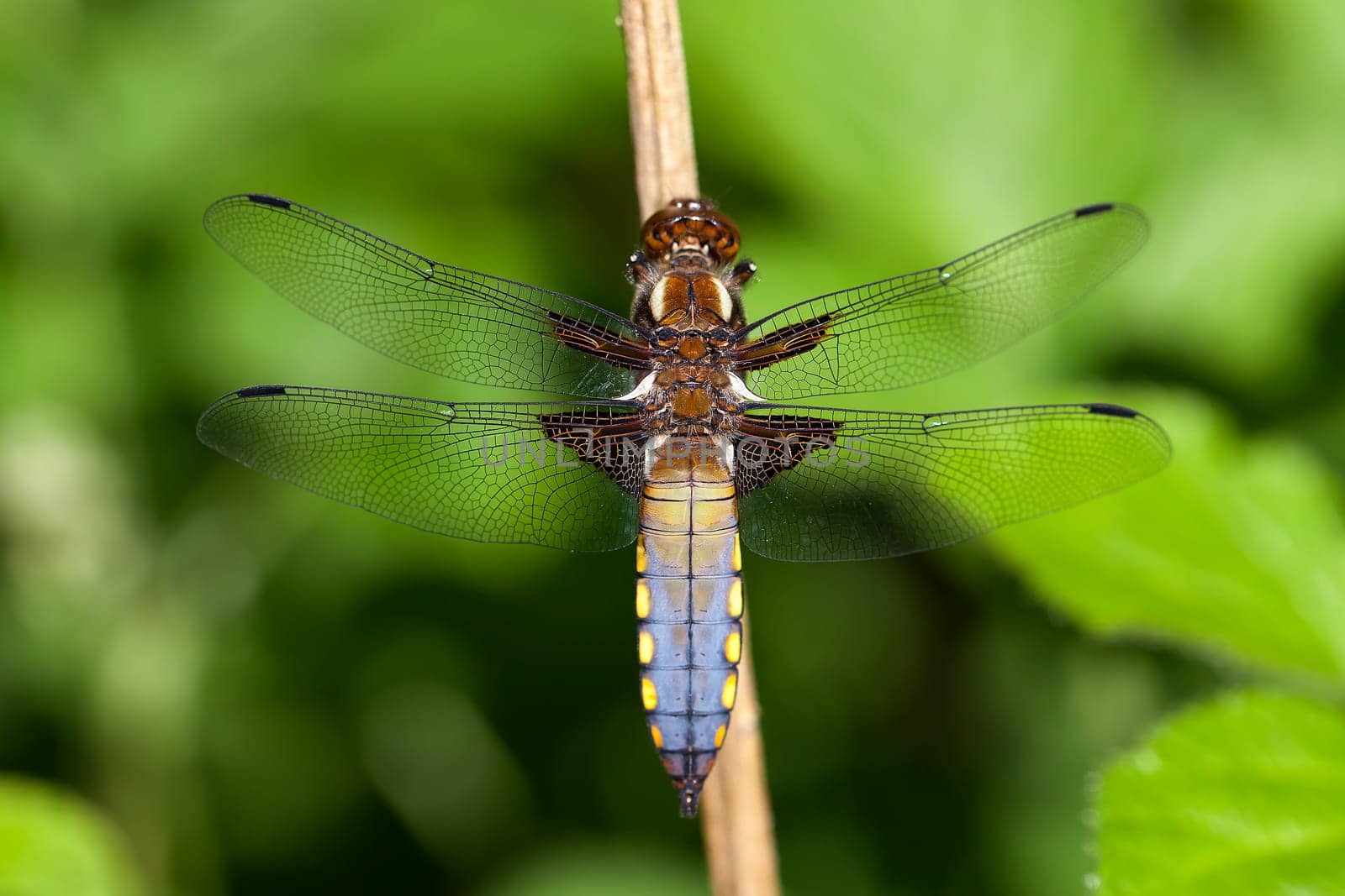 Male flat-bellied dragonfly - Libellula depressa - back view - macro photo