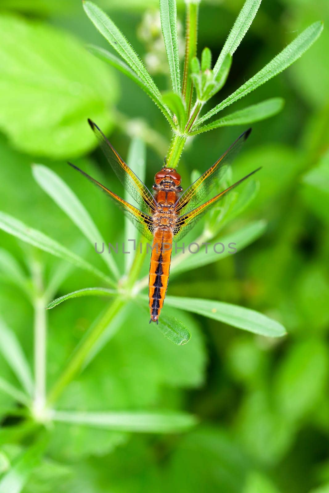 Female lace spot dragonfly - Libellula fulva in a macro shot